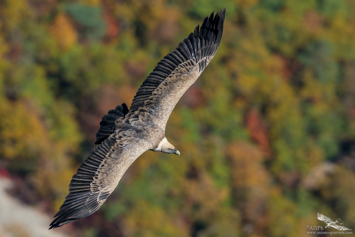 Griffin above the autumn colors