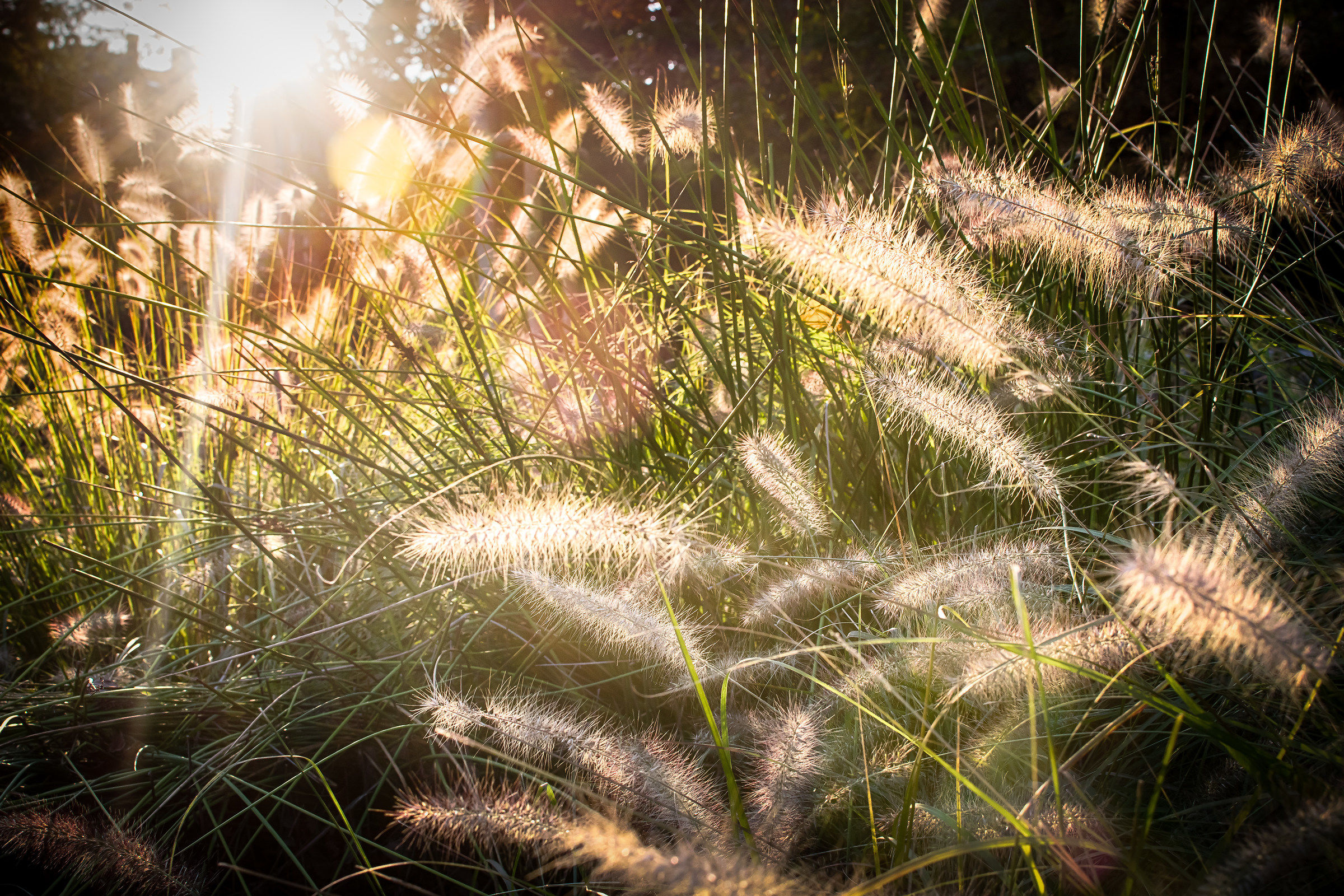 grass light