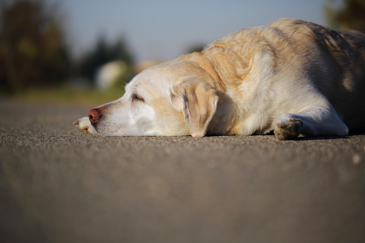 La principessa Kaila