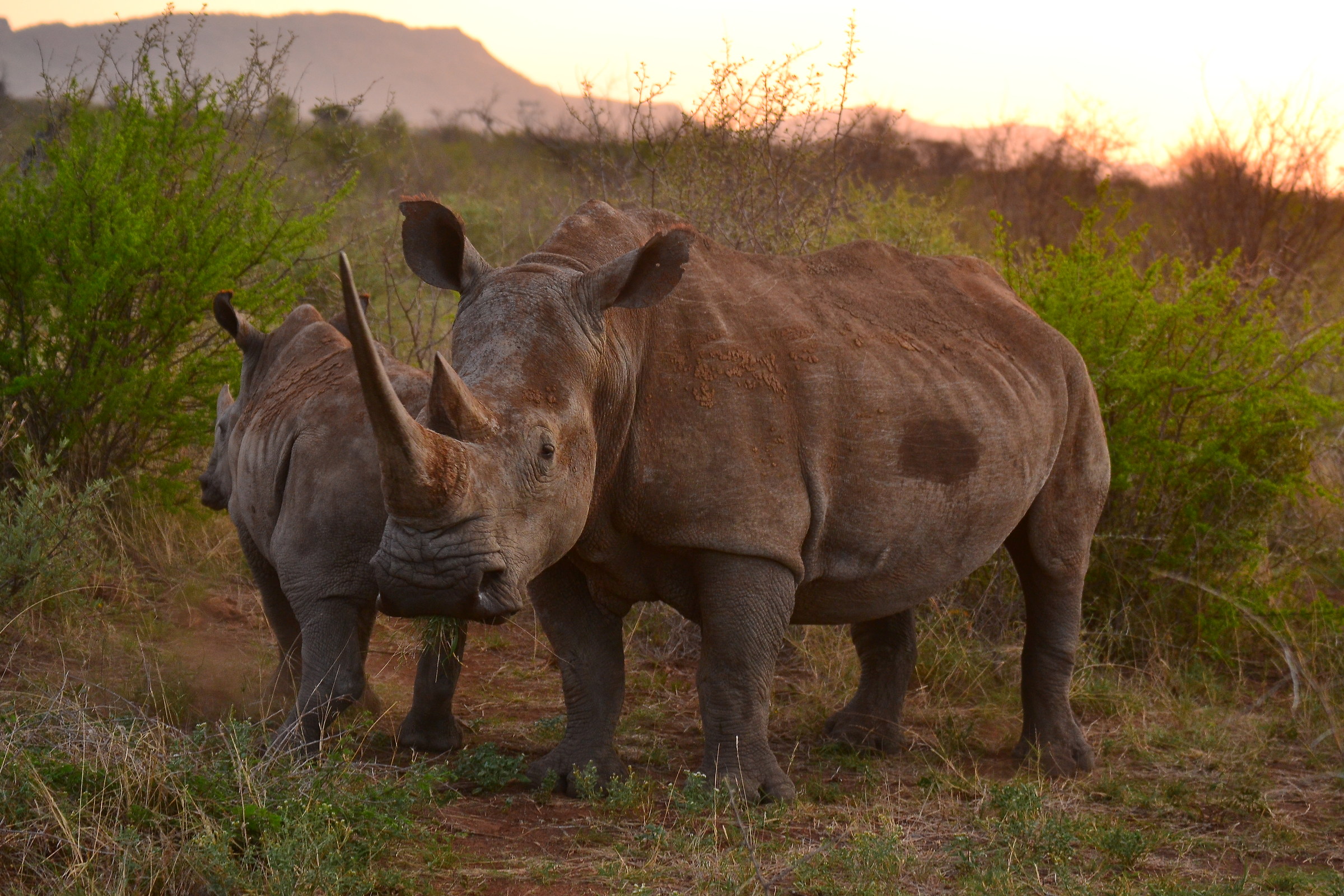 black from long horn