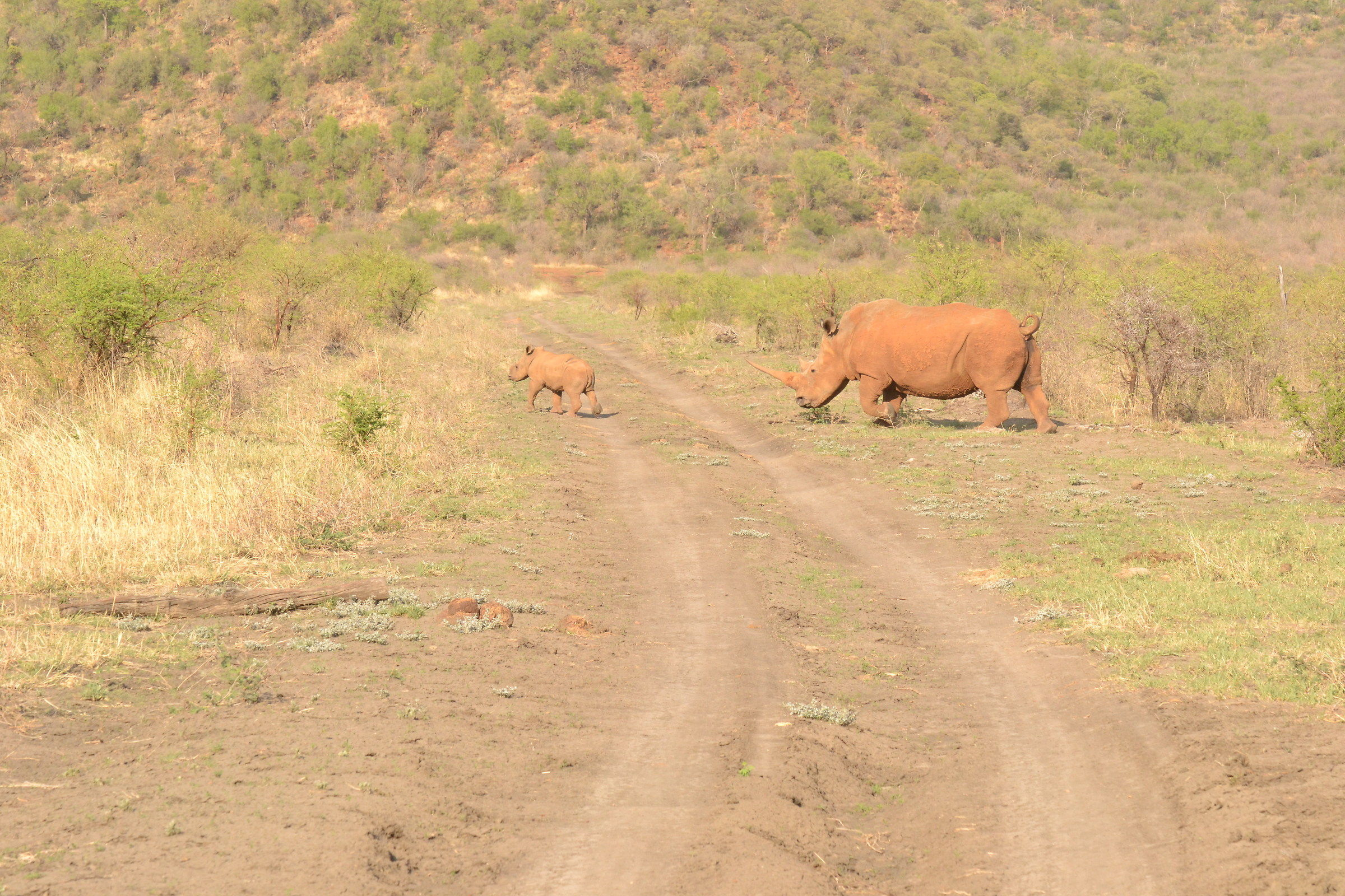 Crossing Rhino