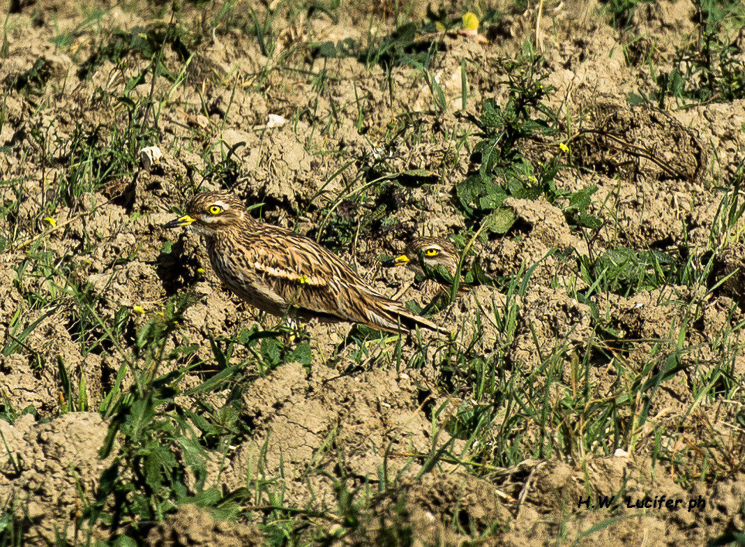 Mimetismo al plurale