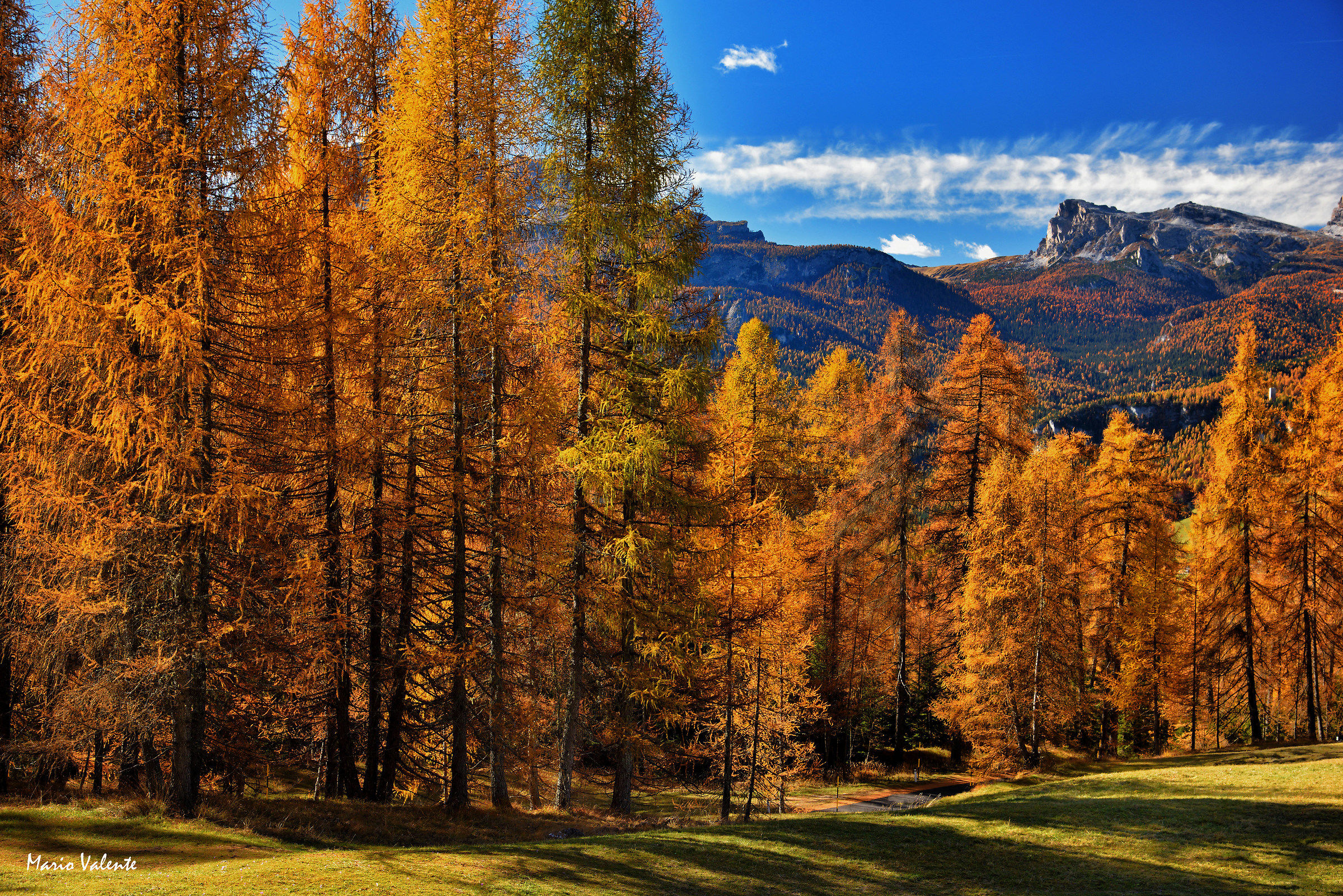 Larici nel loro splendore autunnale