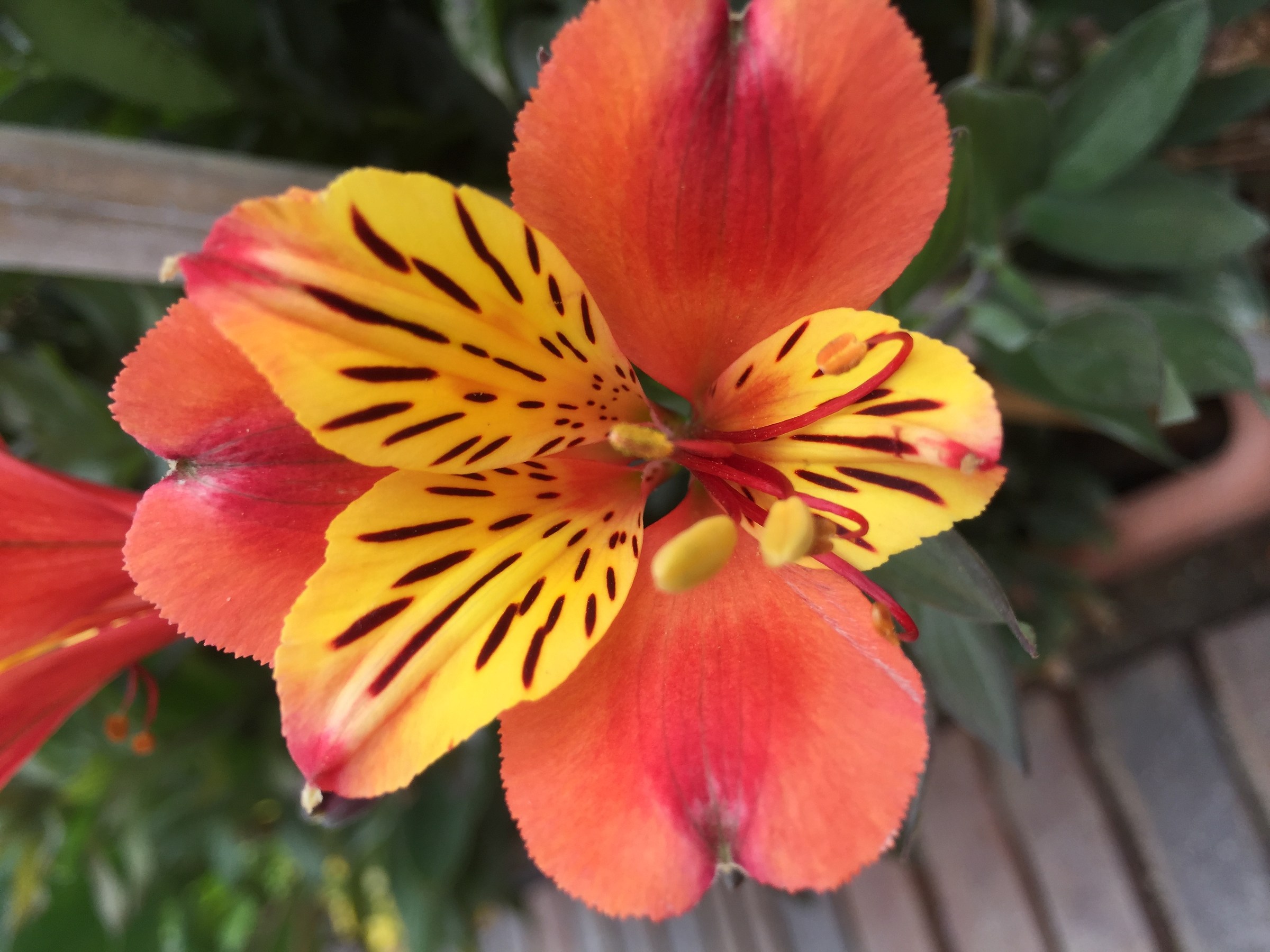 img_4755- Fiore multicolore