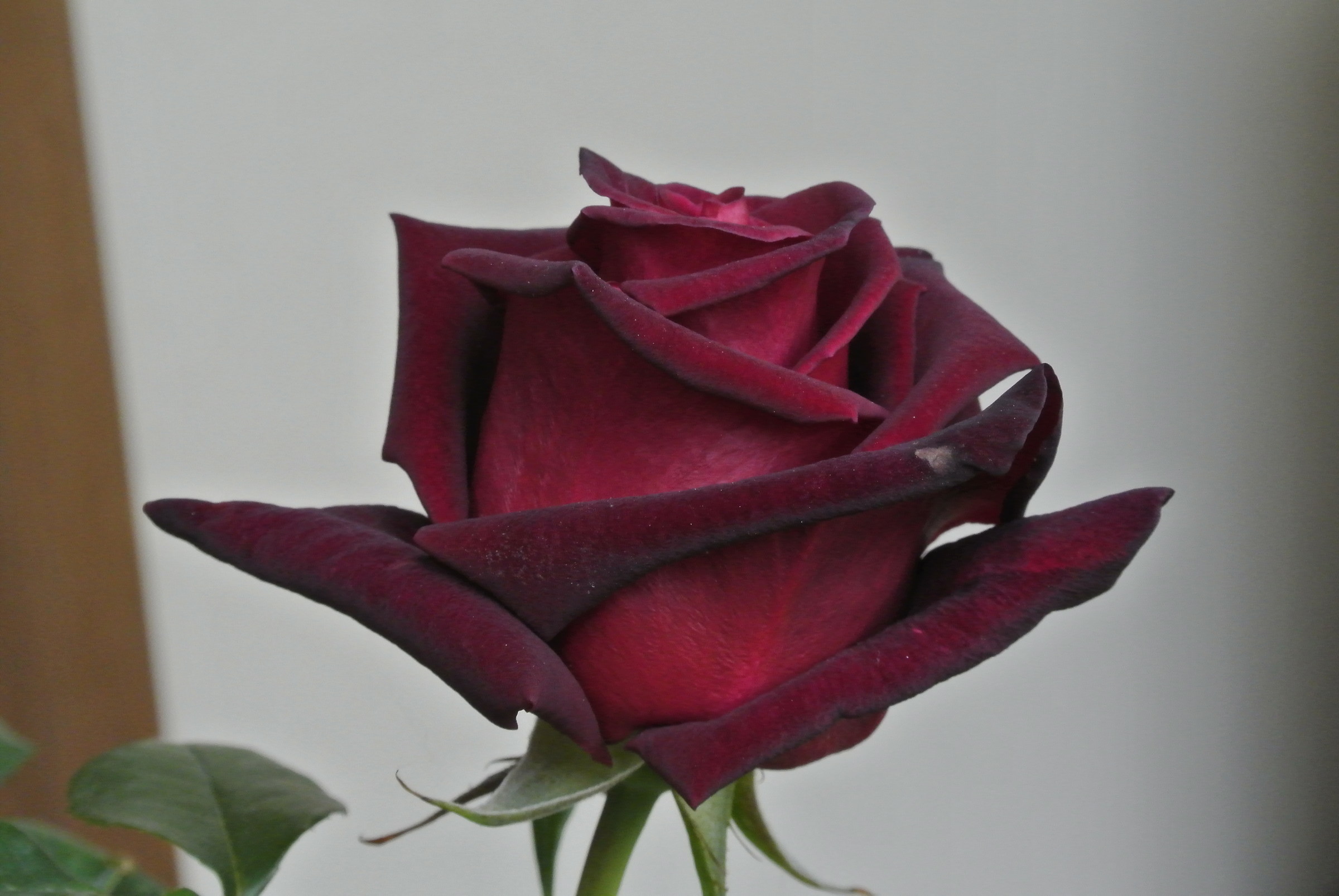 dsc3929 - rosa rossa