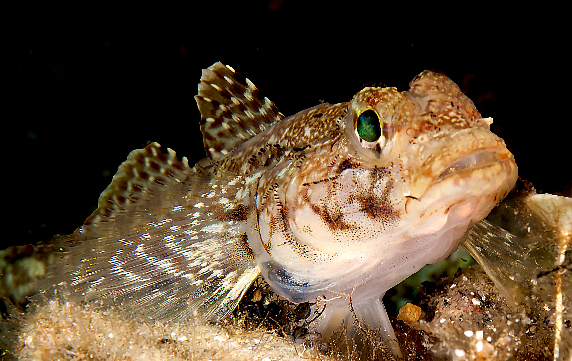 Sabbione from Wonderland!