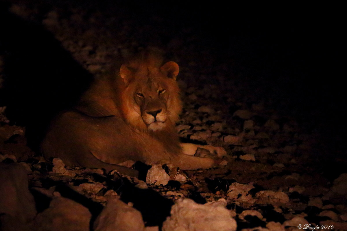 chi interrompe il mio sonno?
