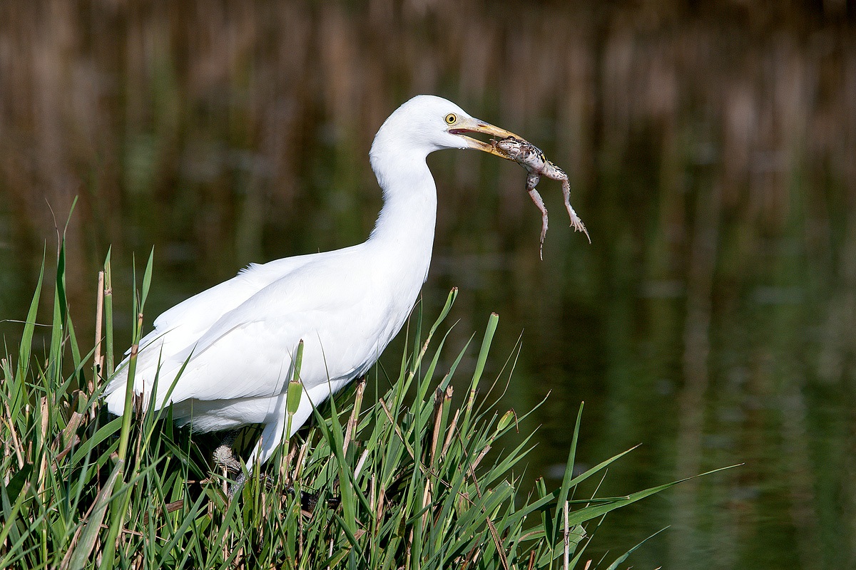 Cattle Egret