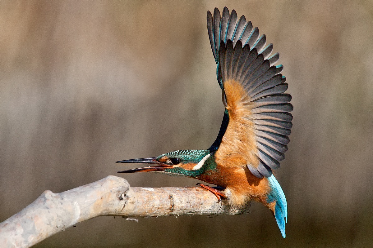 Kingfisher