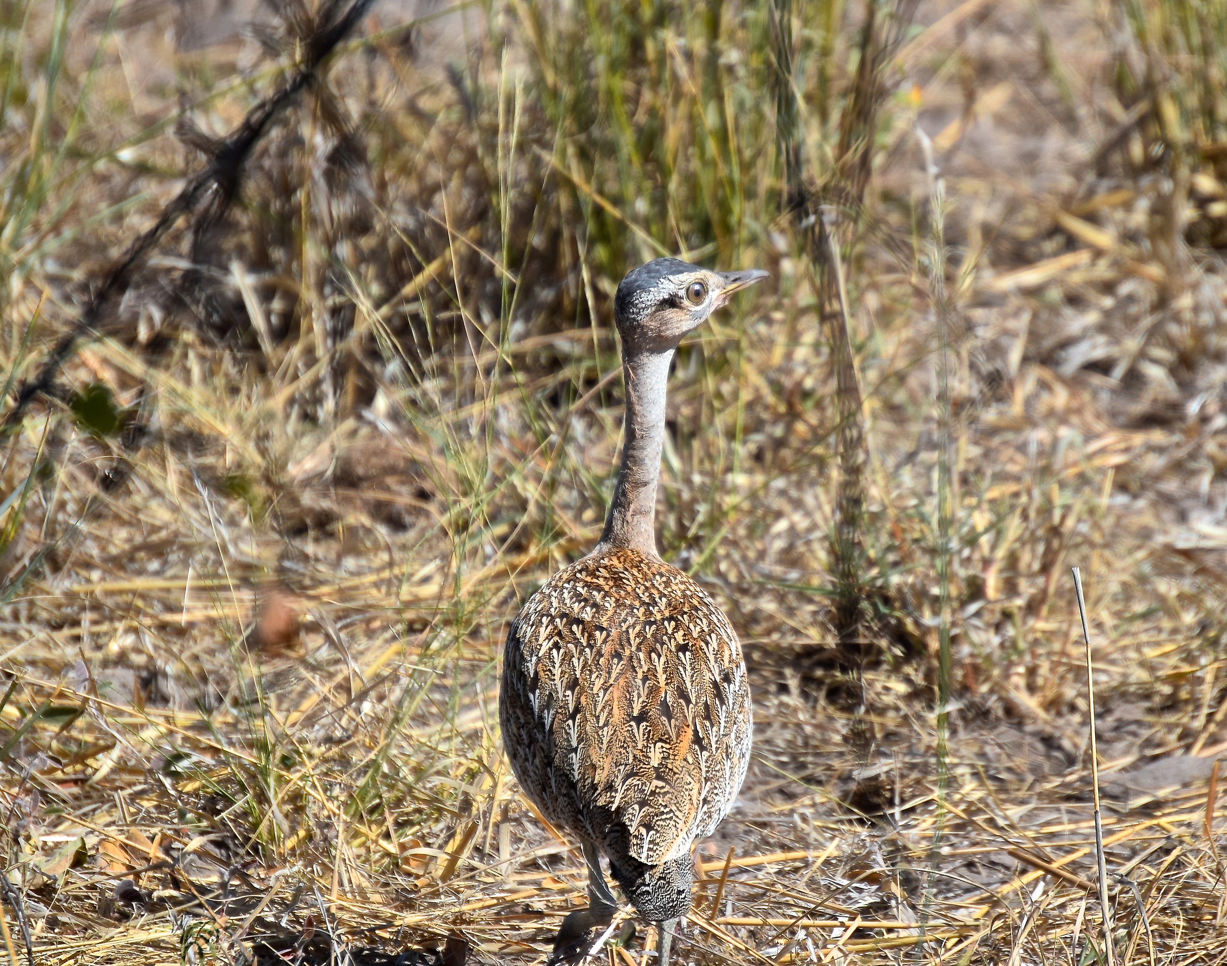red-crested korhaan   ;   namibia