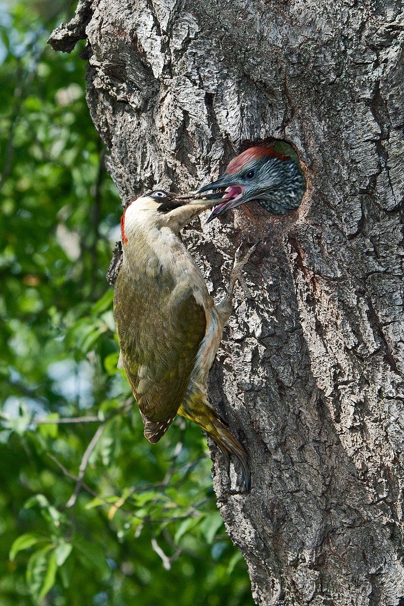Woodpecker