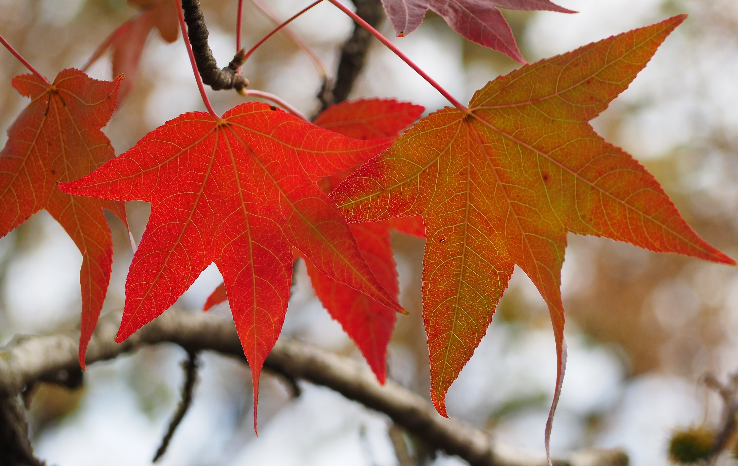 Let us embrace that soon you fall ....