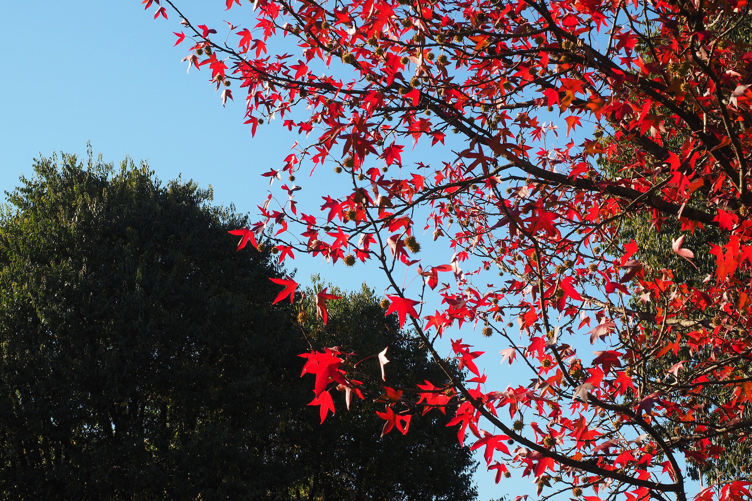 The stars of the tree