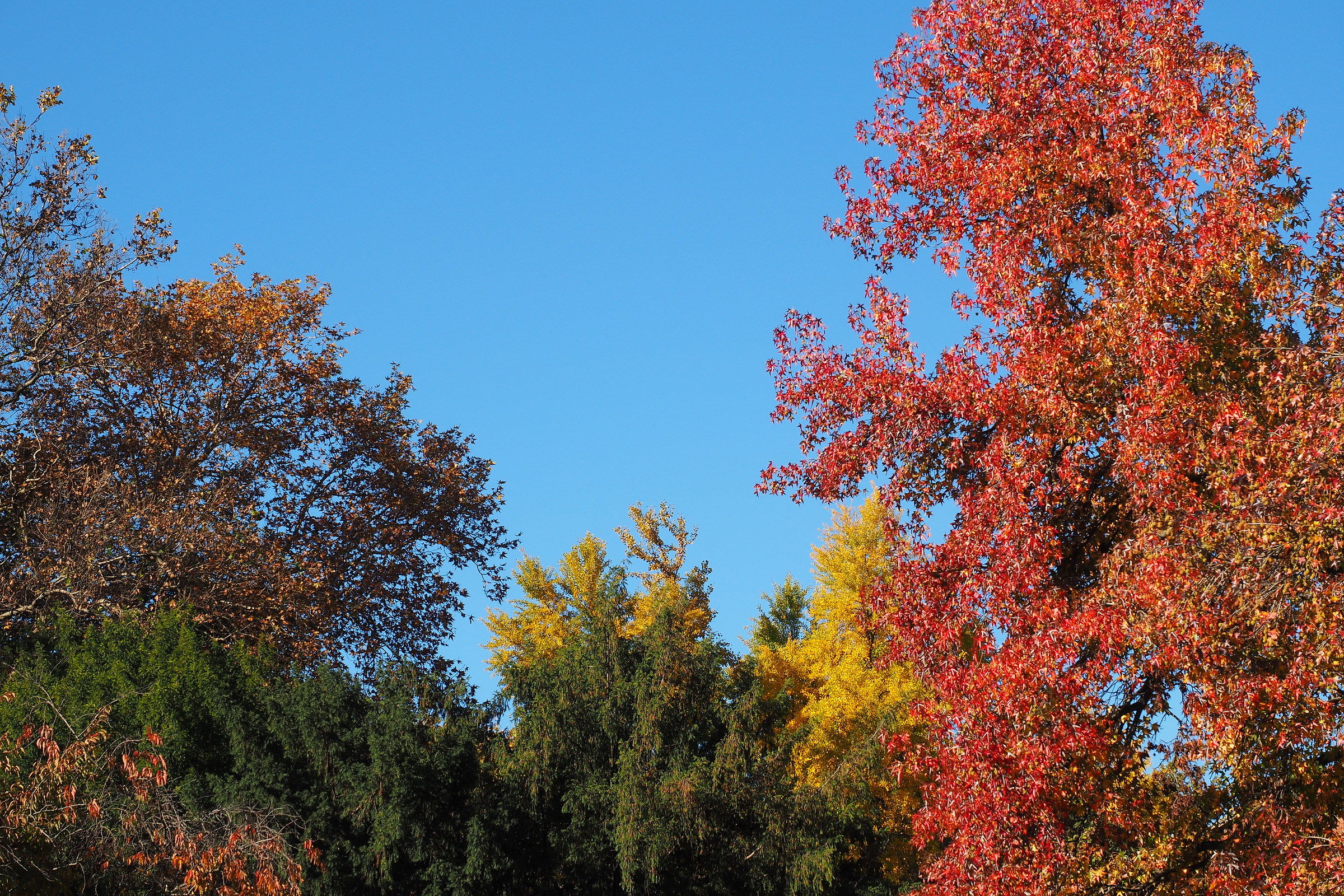 Looking upwards' ... all the colors ....