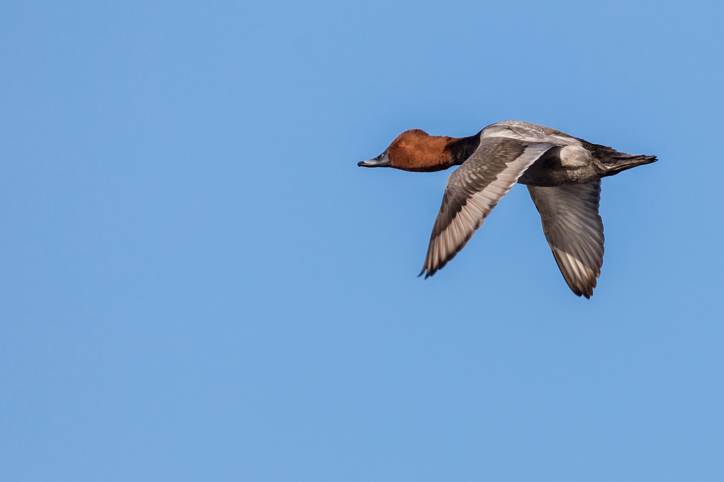 Pochard in flight