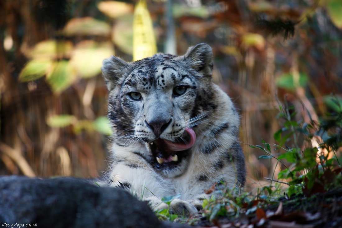 Leopardo delle Nevi ( brooklyn zoo NY )