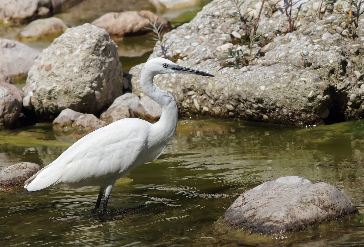 Egret
