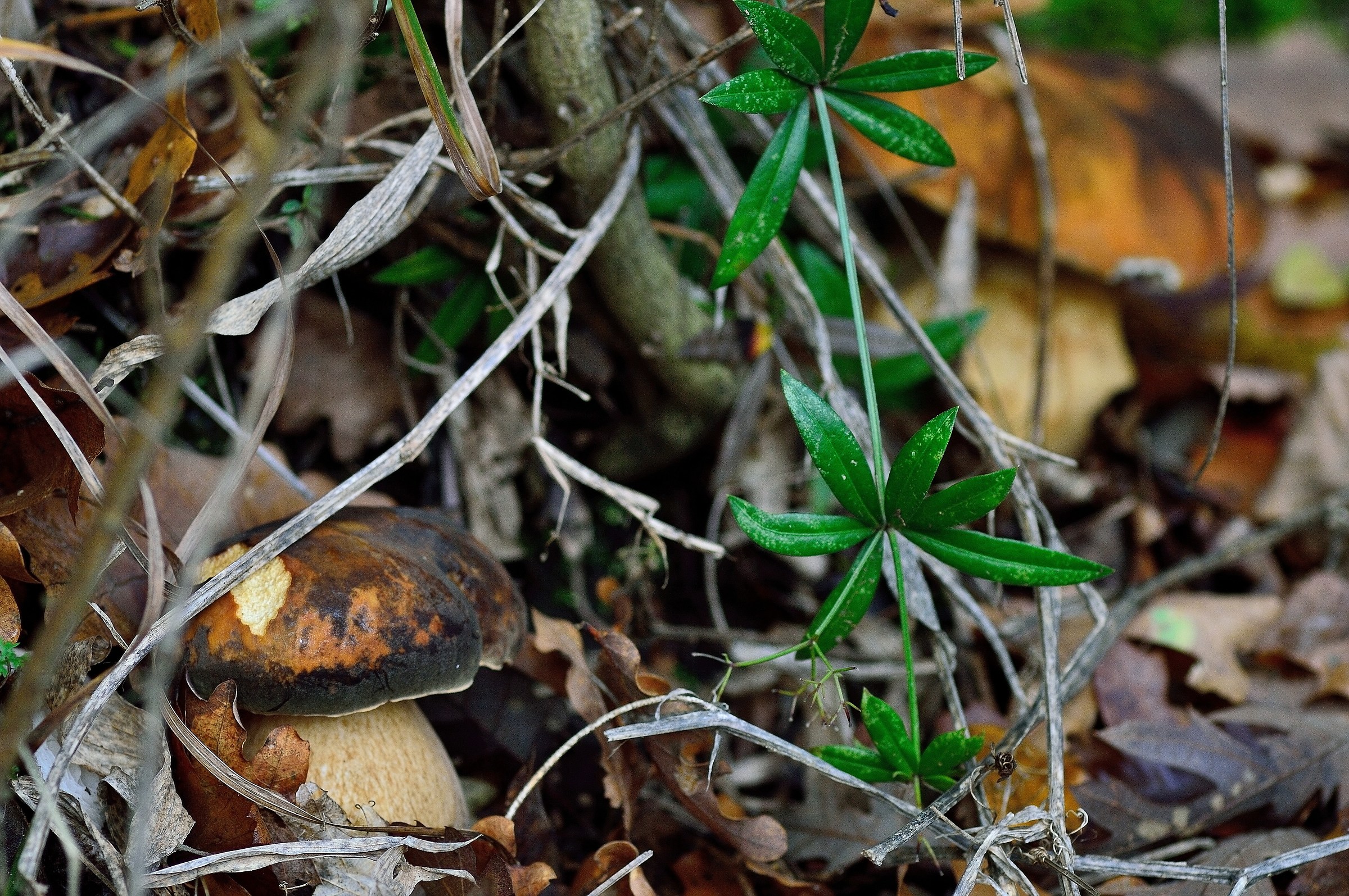 In search of porcini