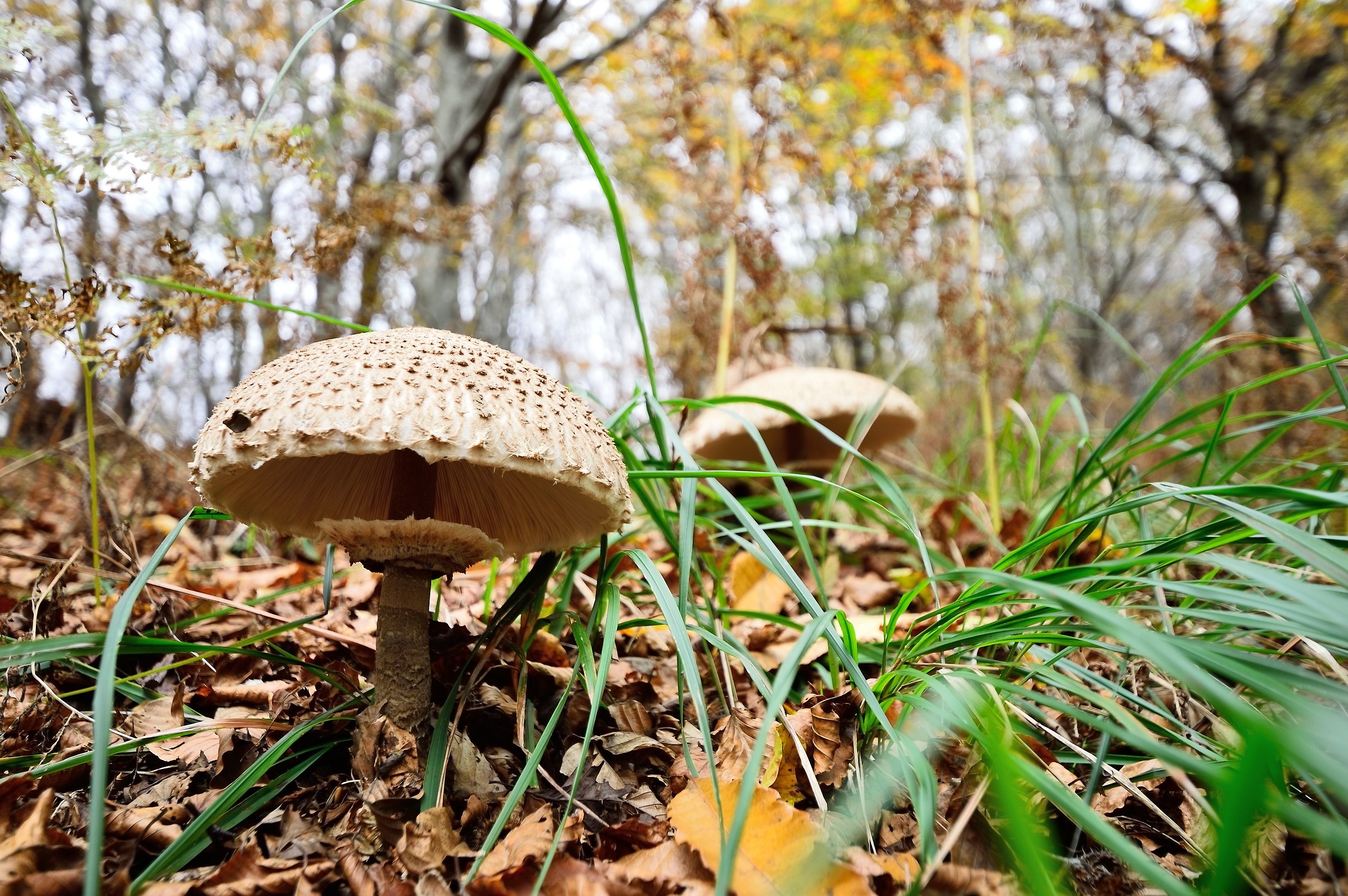Parasol mushroom (drum Mazze)