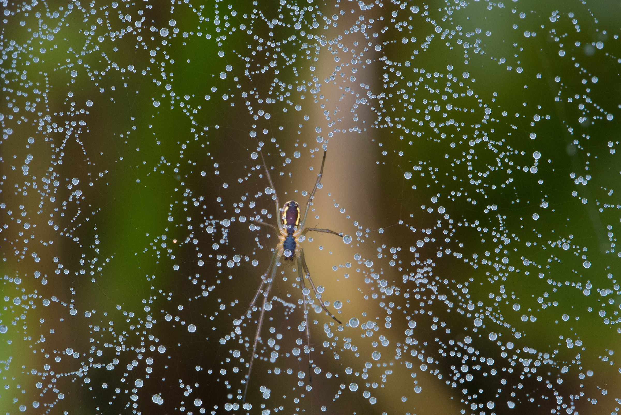 spider floating on dew