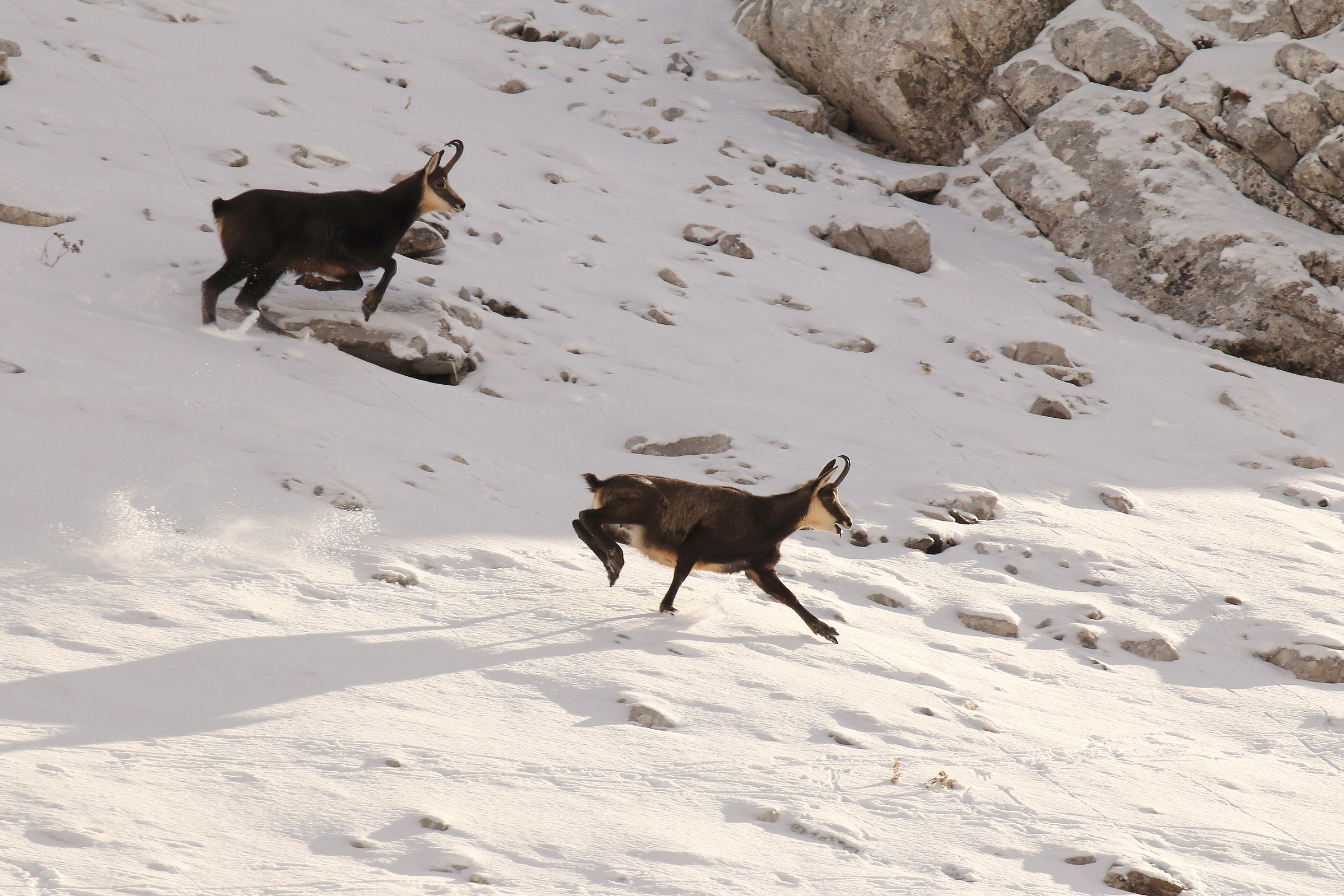 chamois downhill