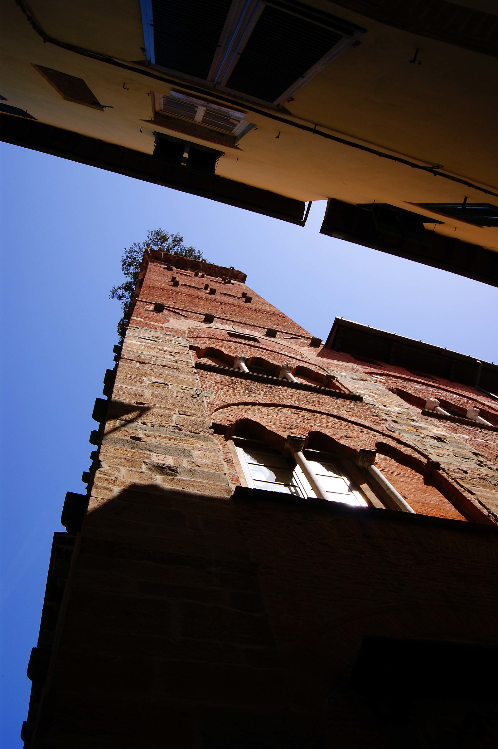 Albero sulla torre a Lucca