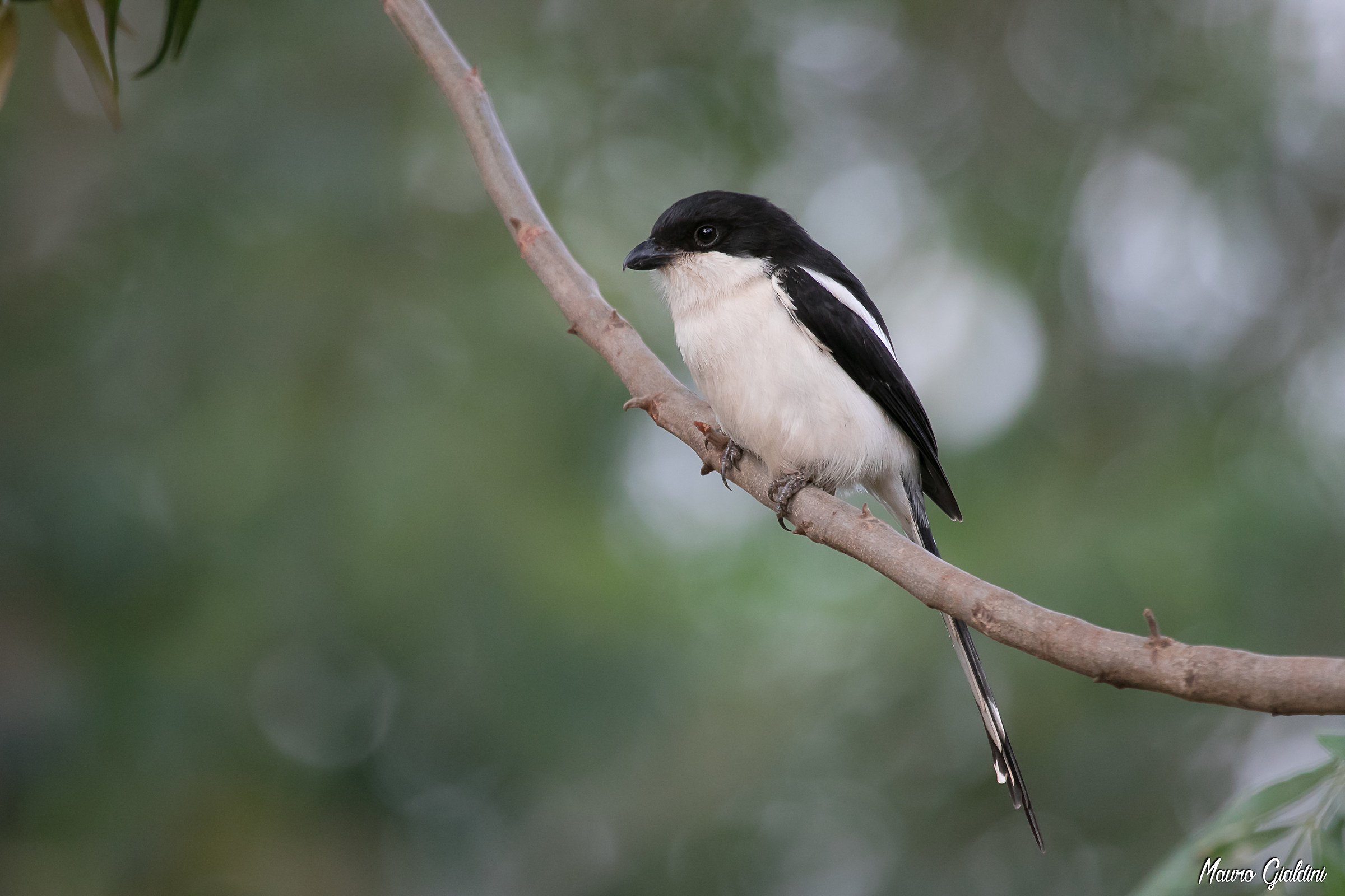 Fiscal settentrionale - Lanius humeralis humeralis