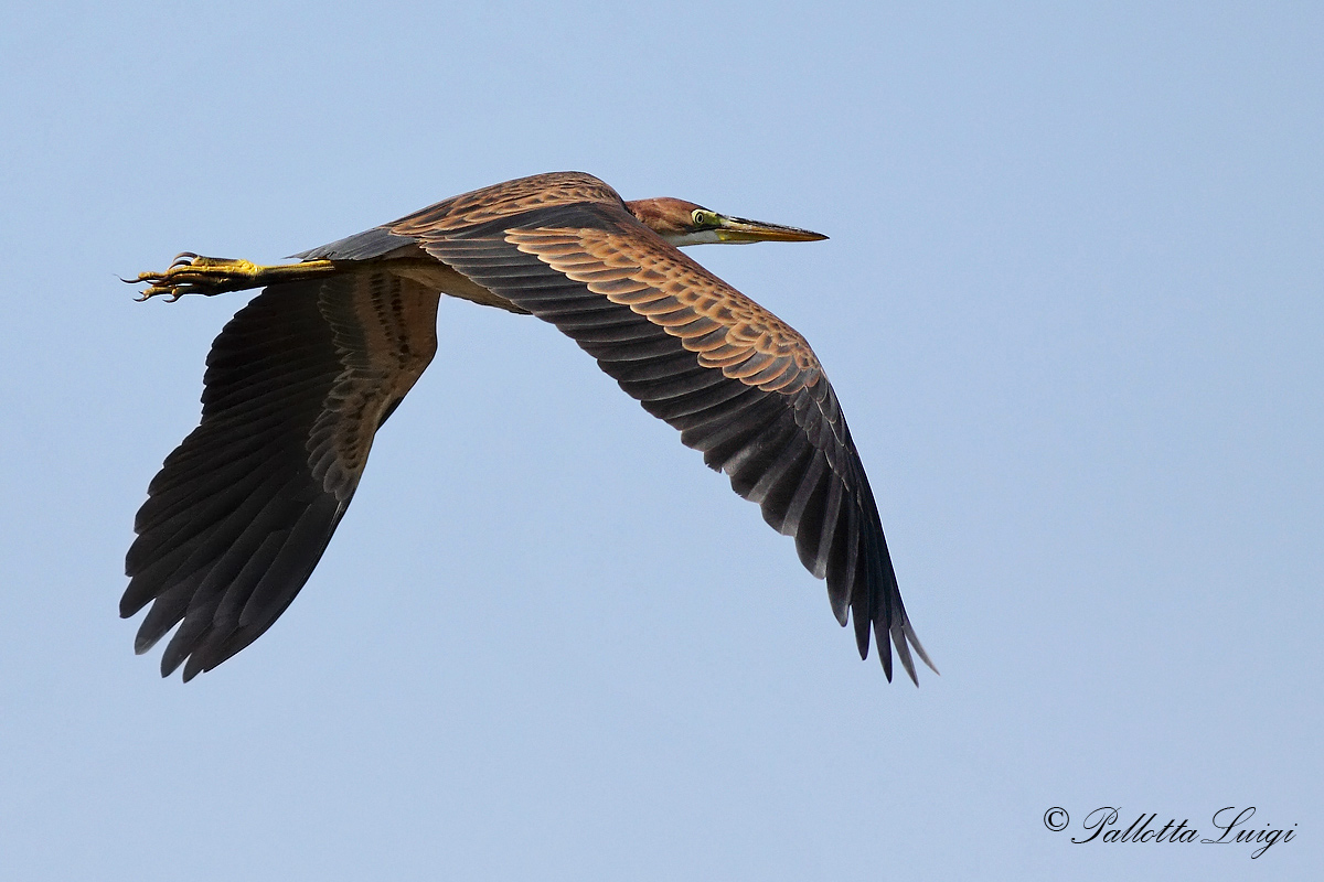 Airone Rosso (Ardea purpurea) giovane
