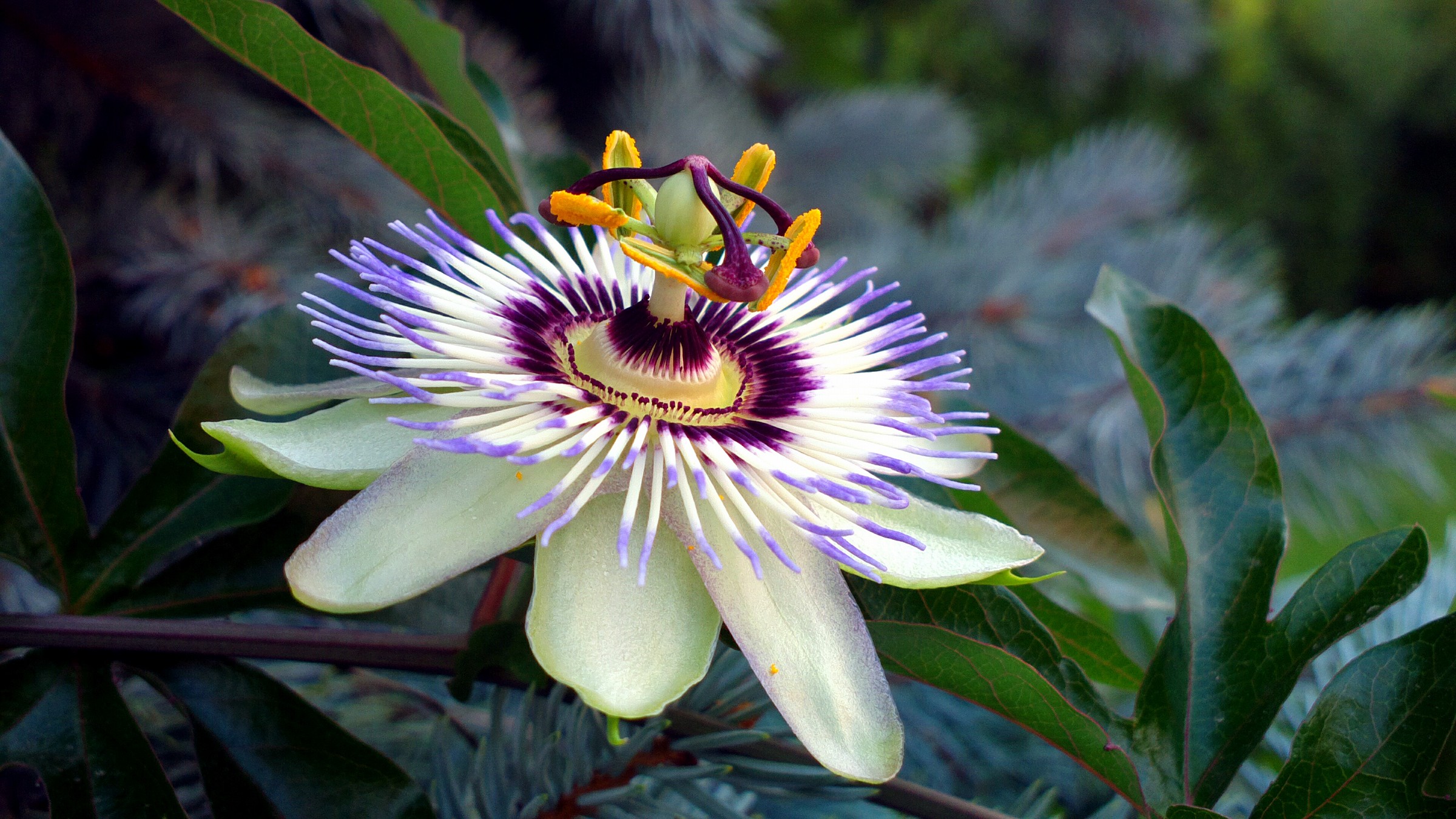Passionflower