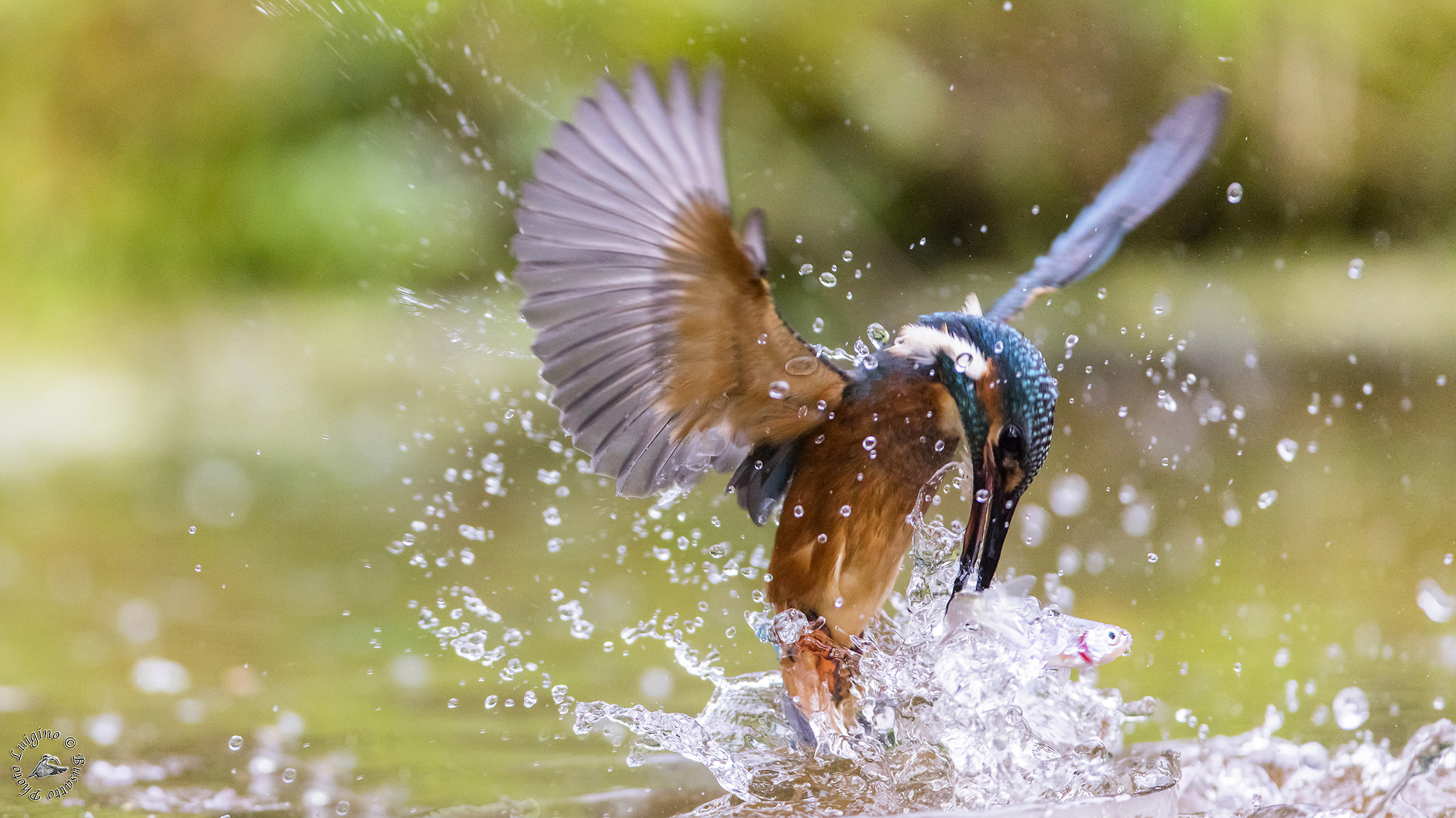 Kingfisher with fish