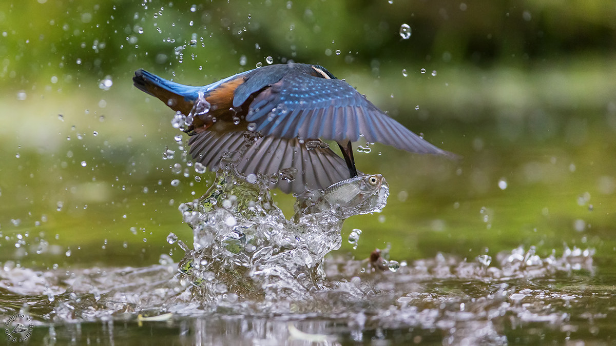 Kingfisher with fish