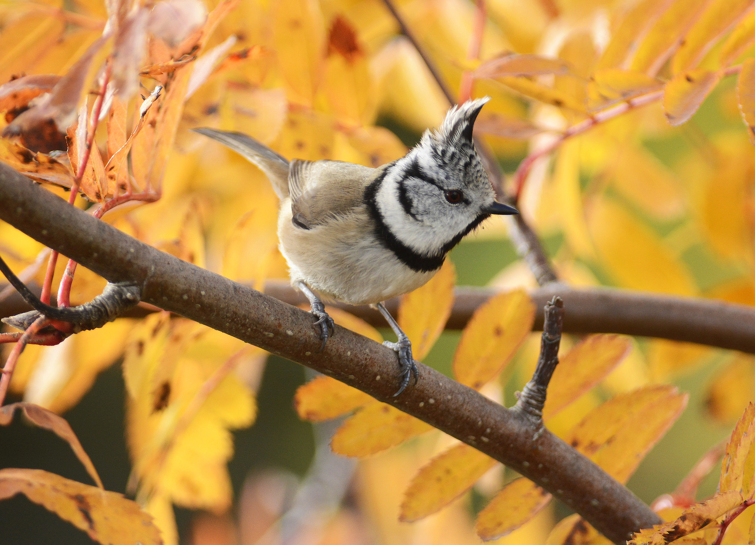 Crested tit in autumn