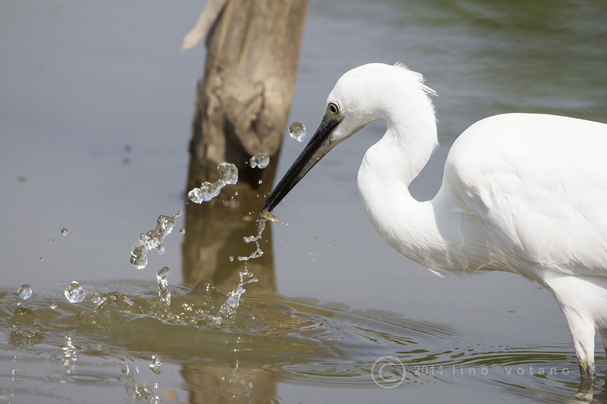Little Egret (Egretta garzetta)