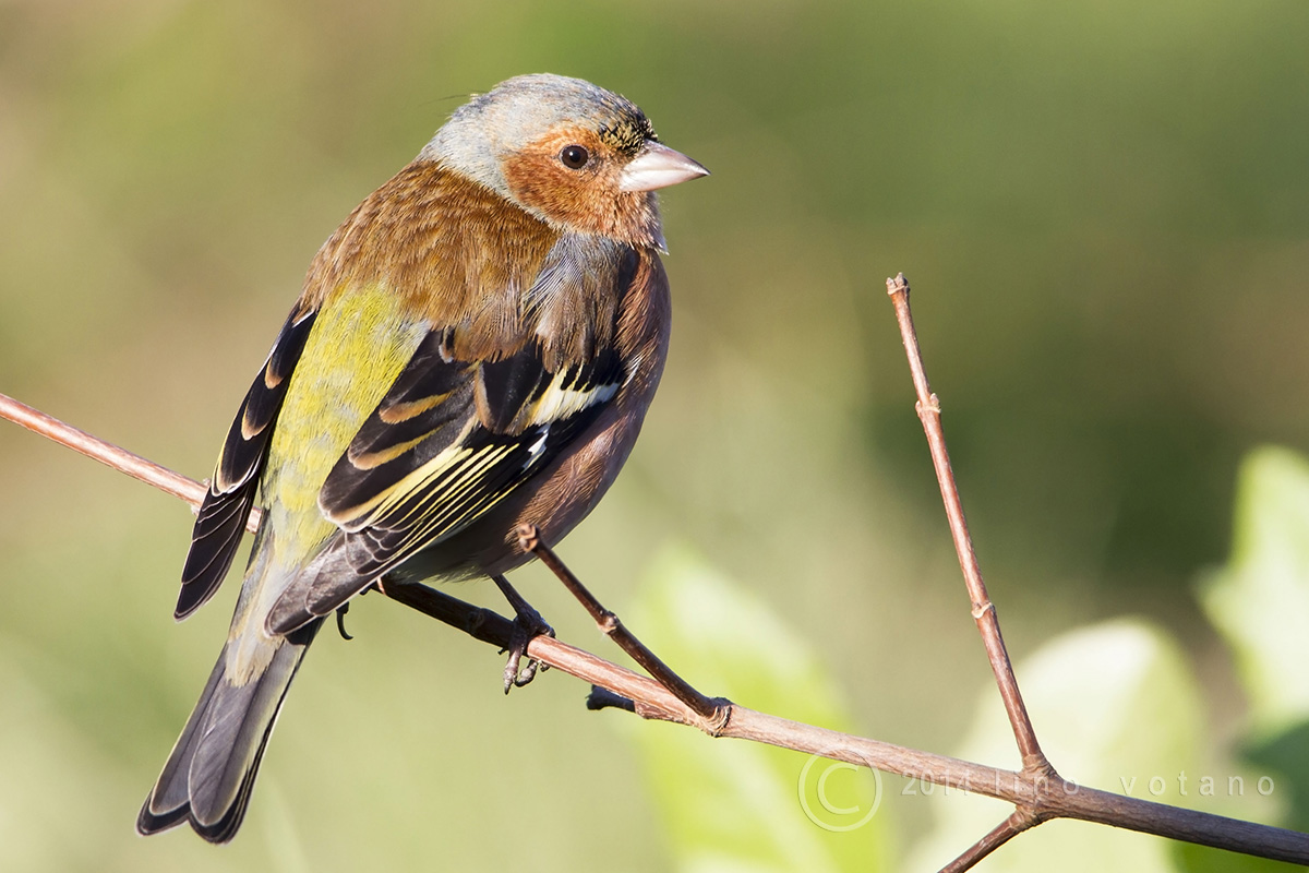 Chaffinch (Frigilla coelbs)