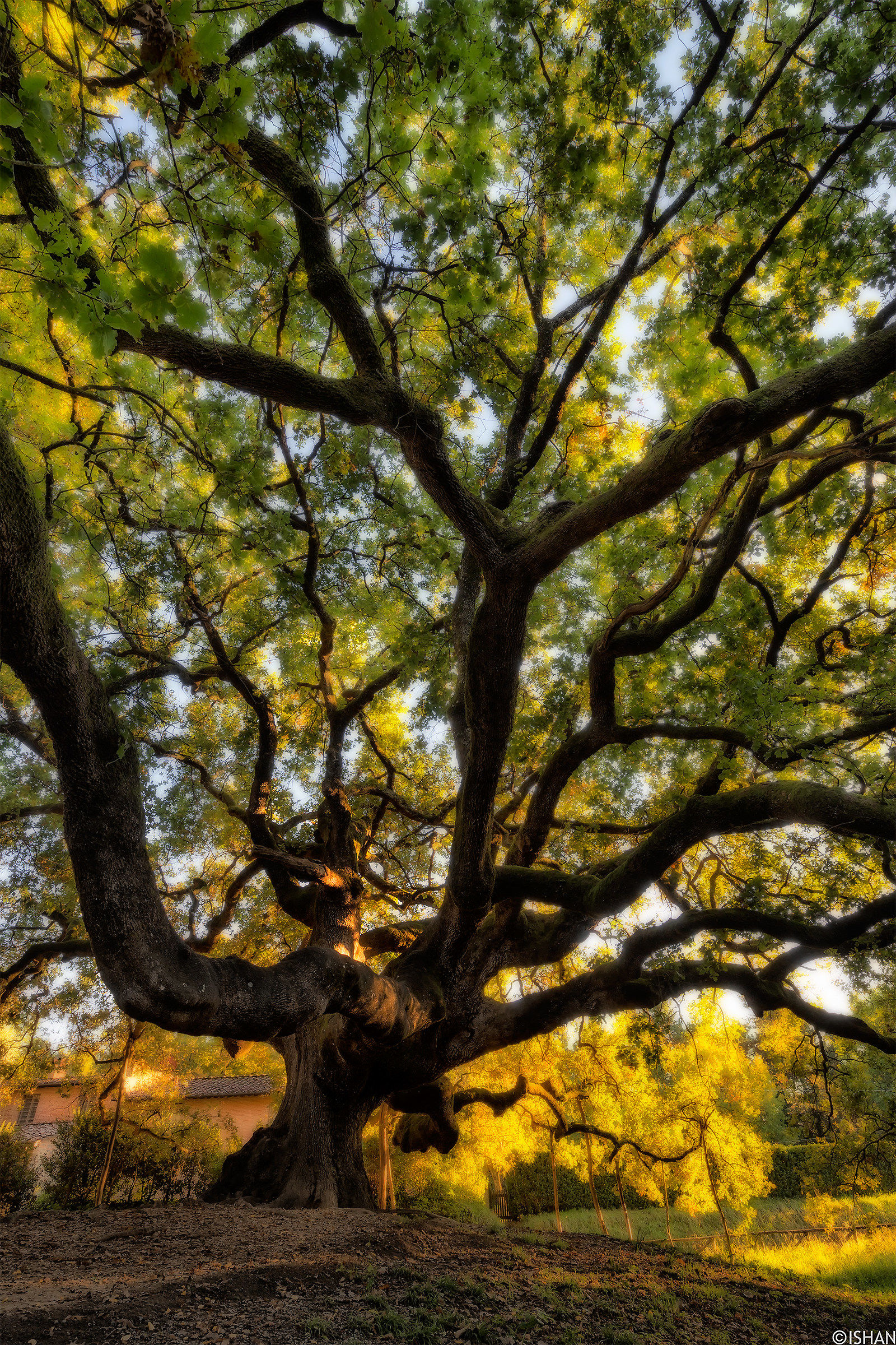 Il volto del male.. quercia delle streghe