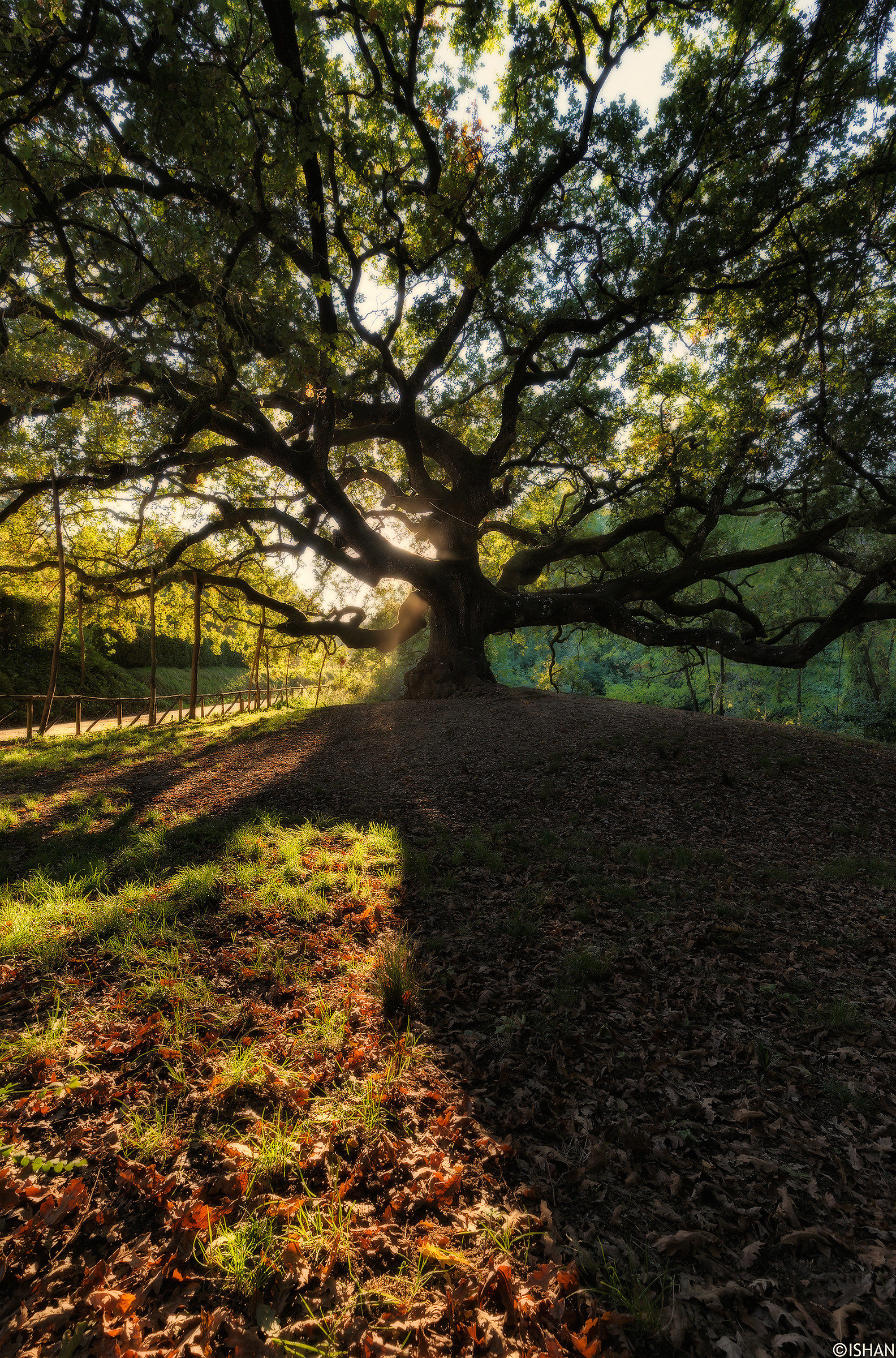 Quercia delle streghe