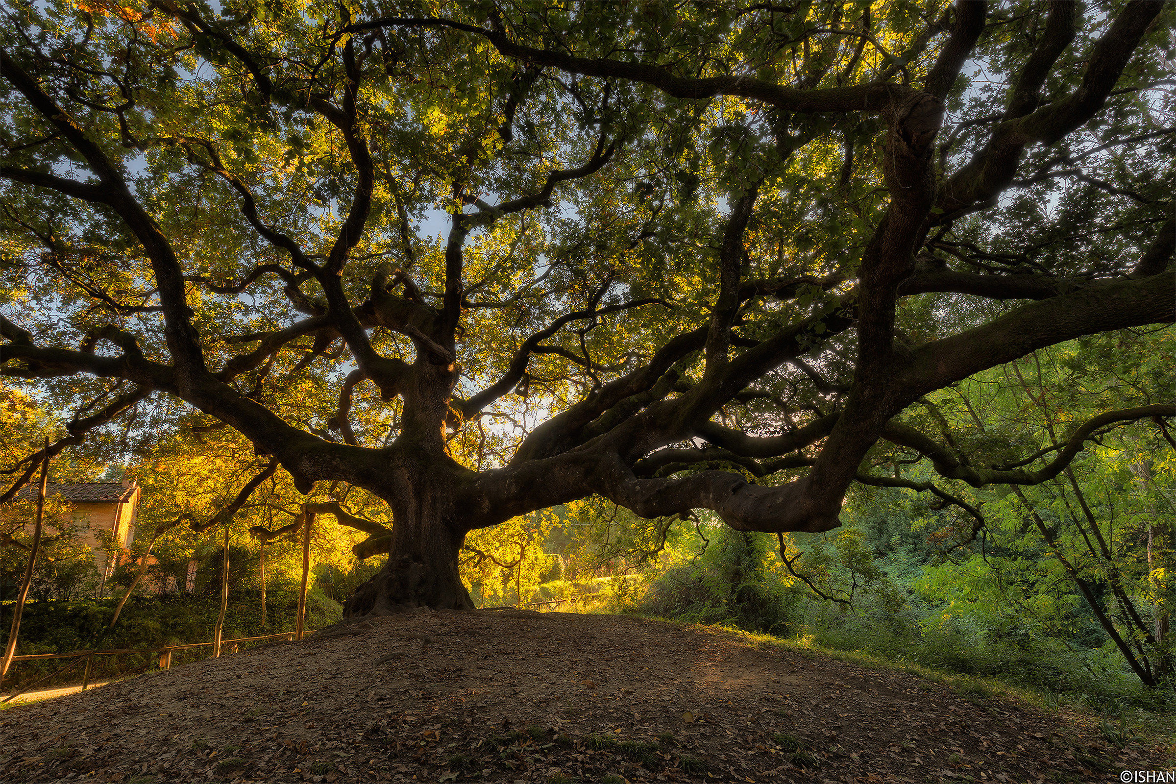 Quercia delle streghe