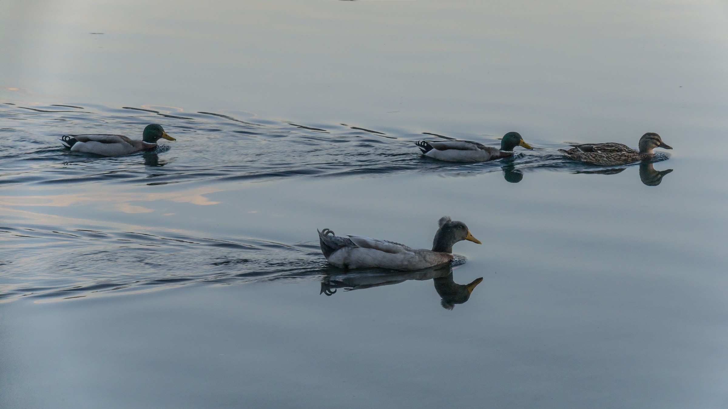 Maschio di Anatra ciuffata selvatica - 3