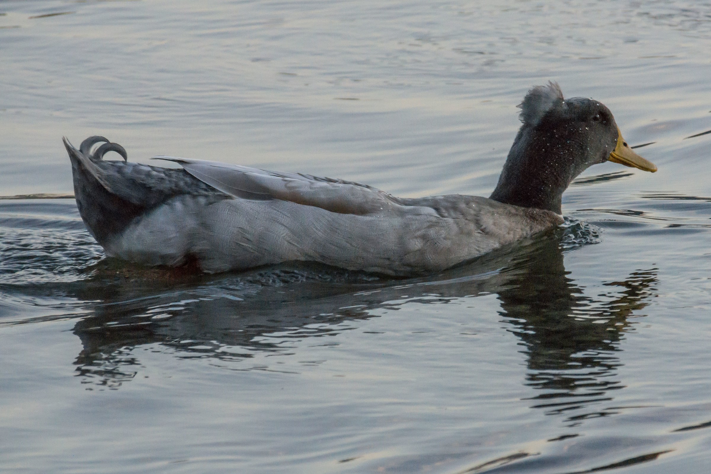 Maschio di Anatra ciuffata selvatica - 4