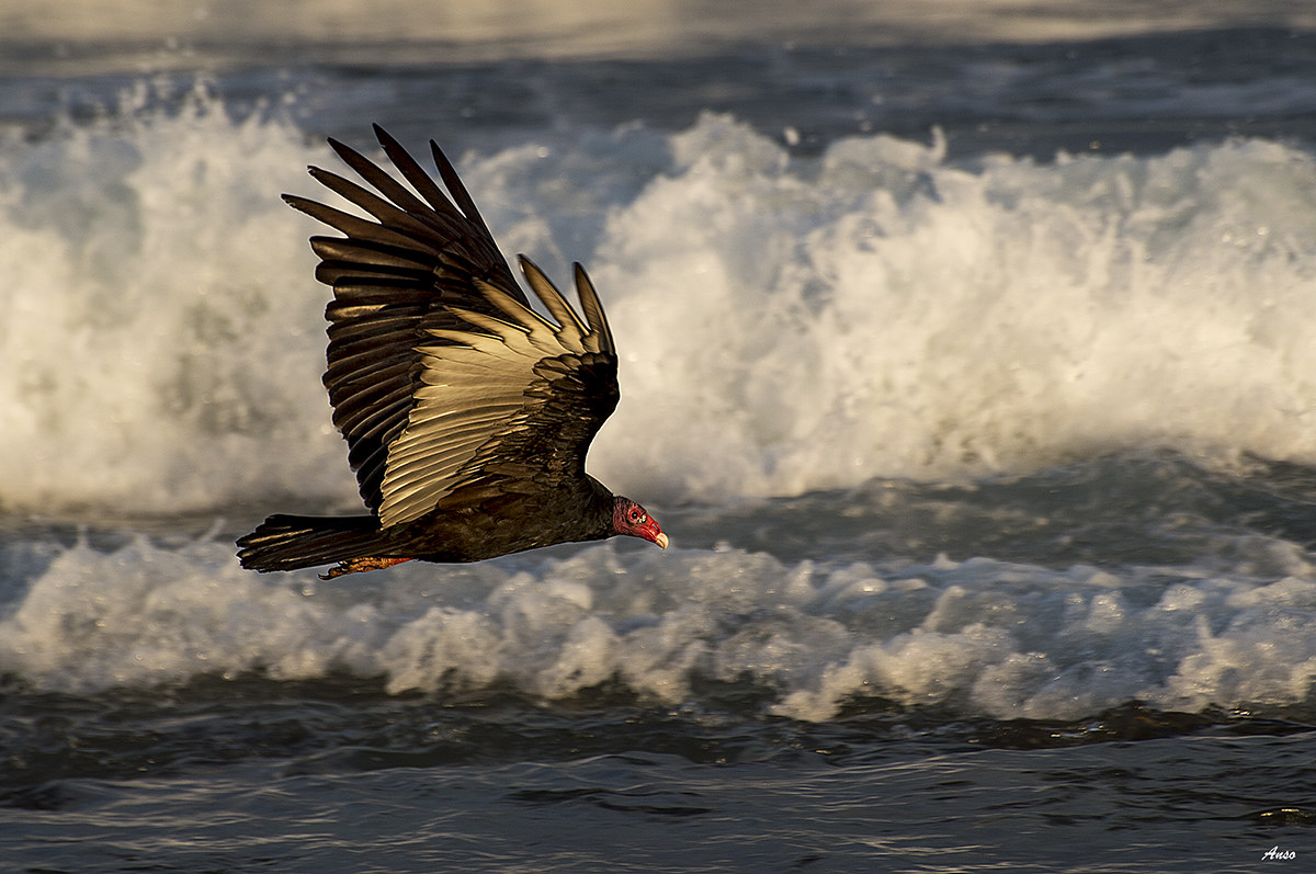 avvoltoio in volo fatto a Cuba