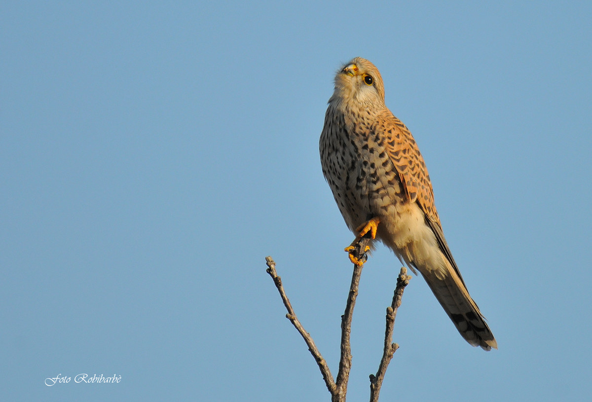Kestrel...