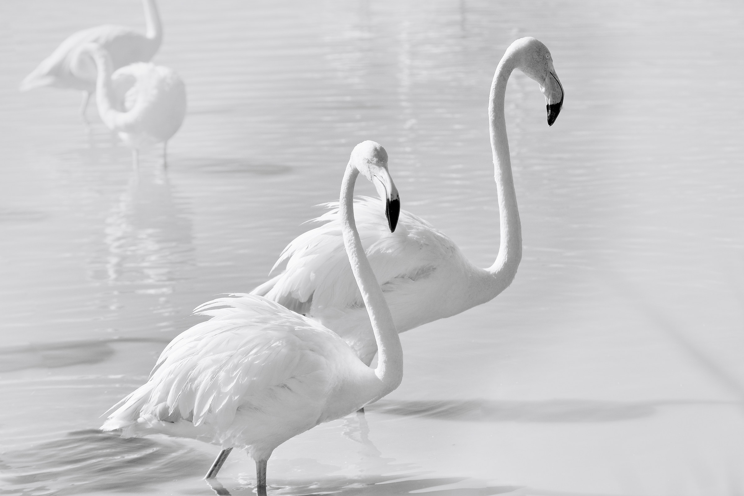 Due fenicotteri in bianconero