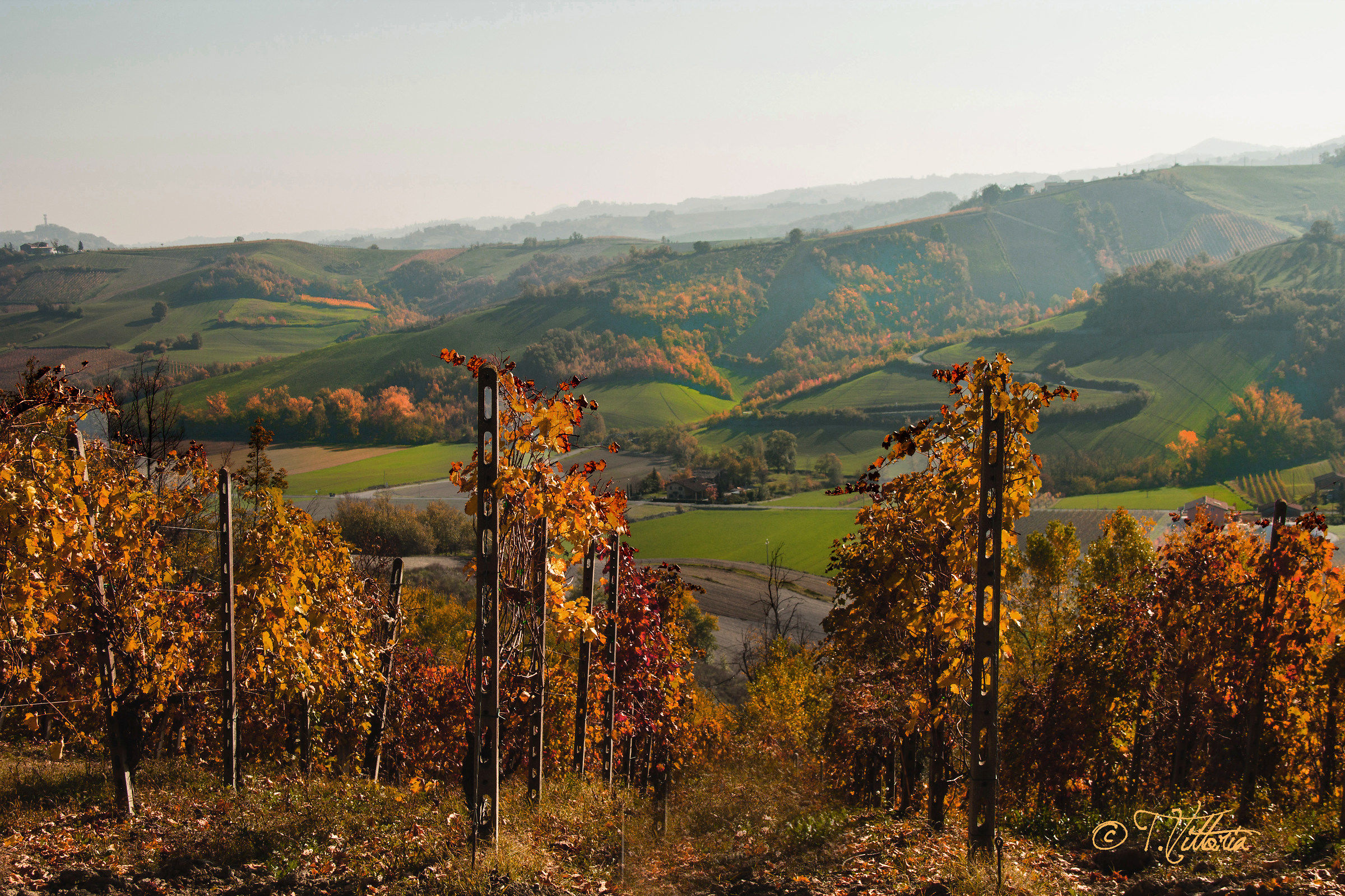 the vineyards are placed in retirement