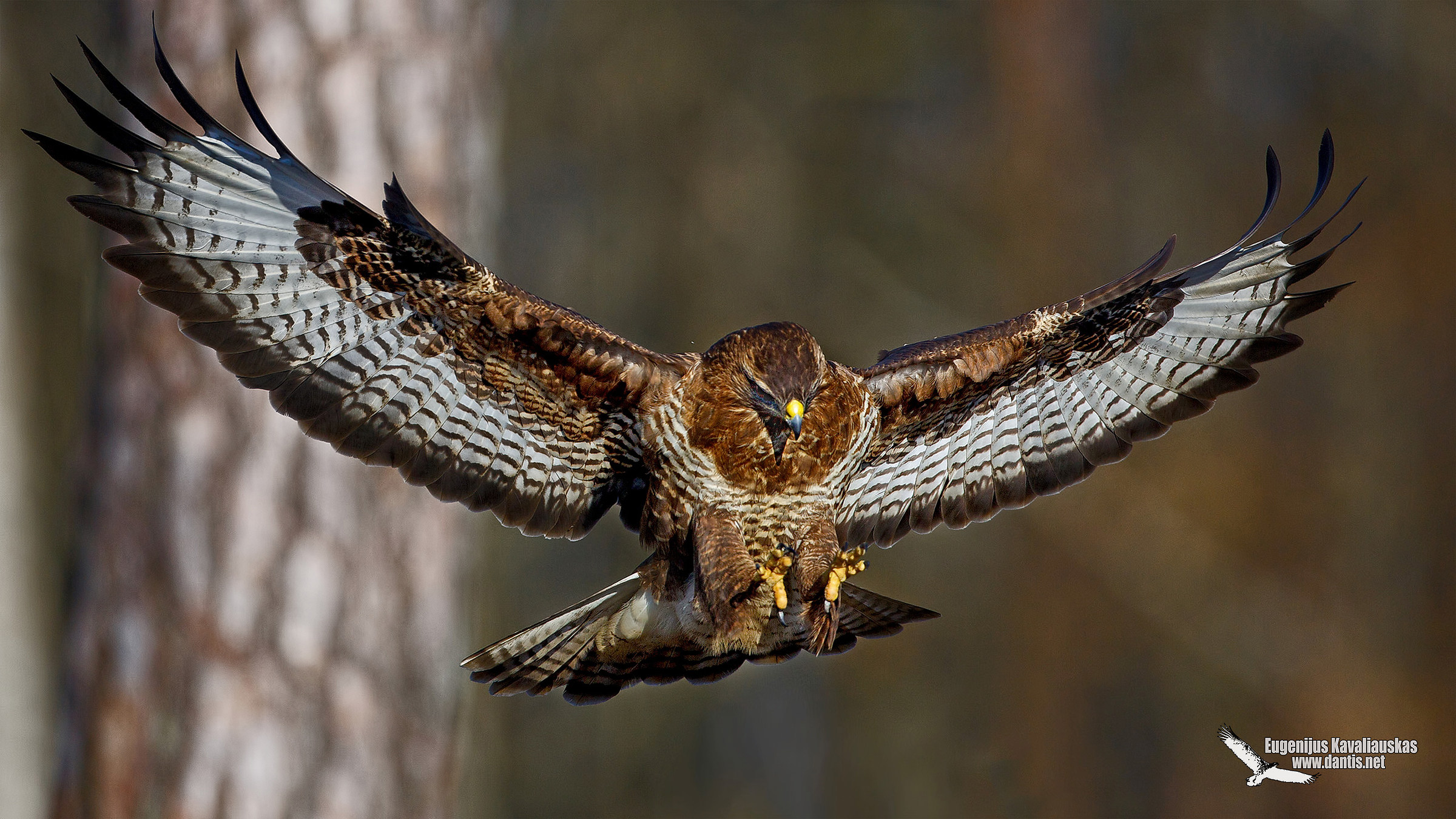 Common Buzzard (Buteo buteo)