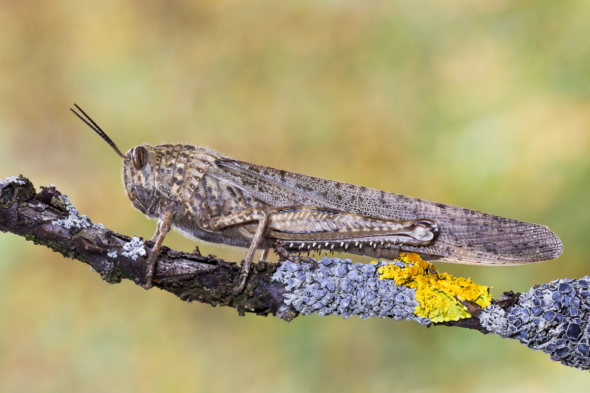 Egyptian Locust (Anacridium aegyptium)