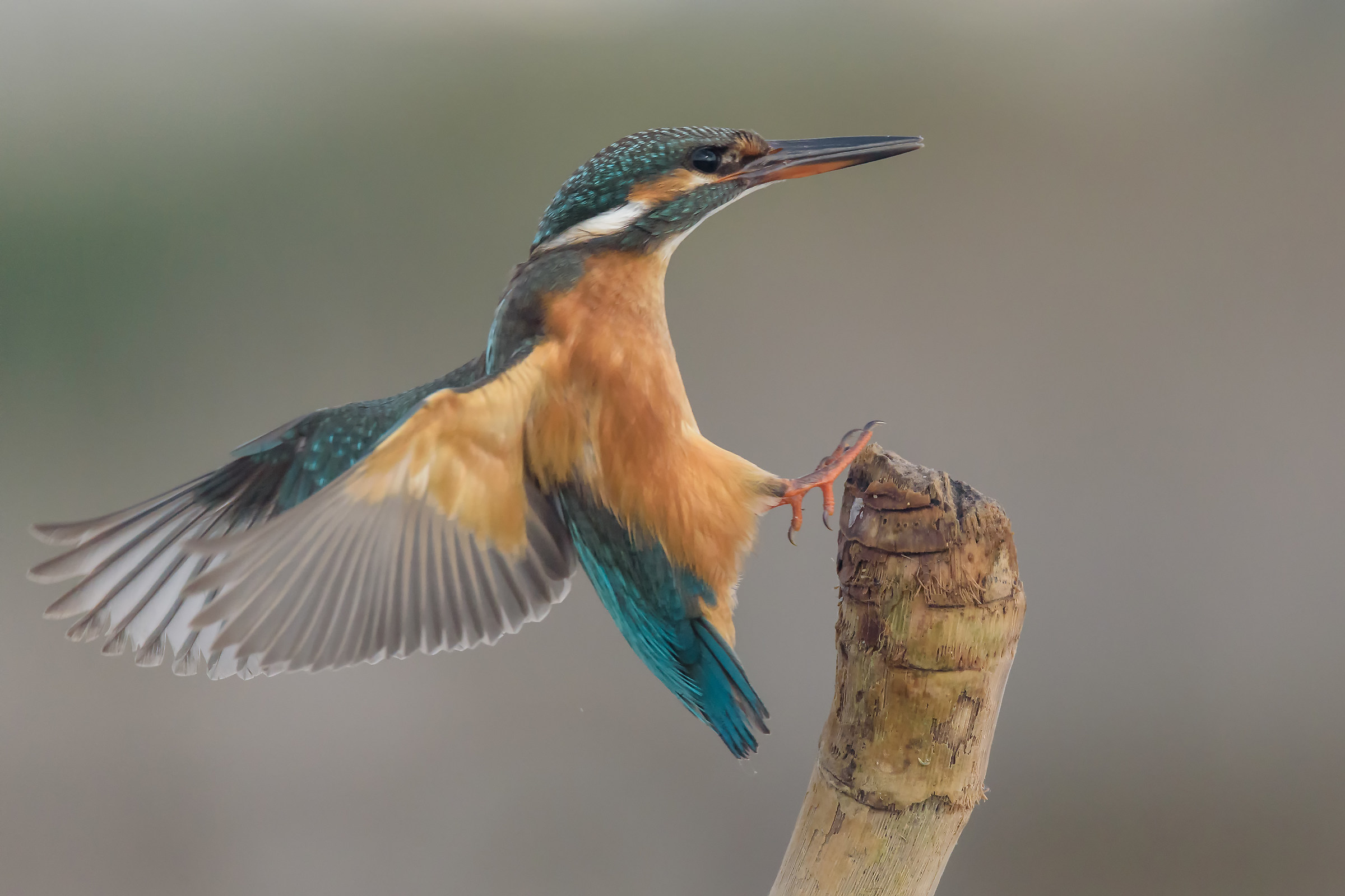 Alcedo atthis