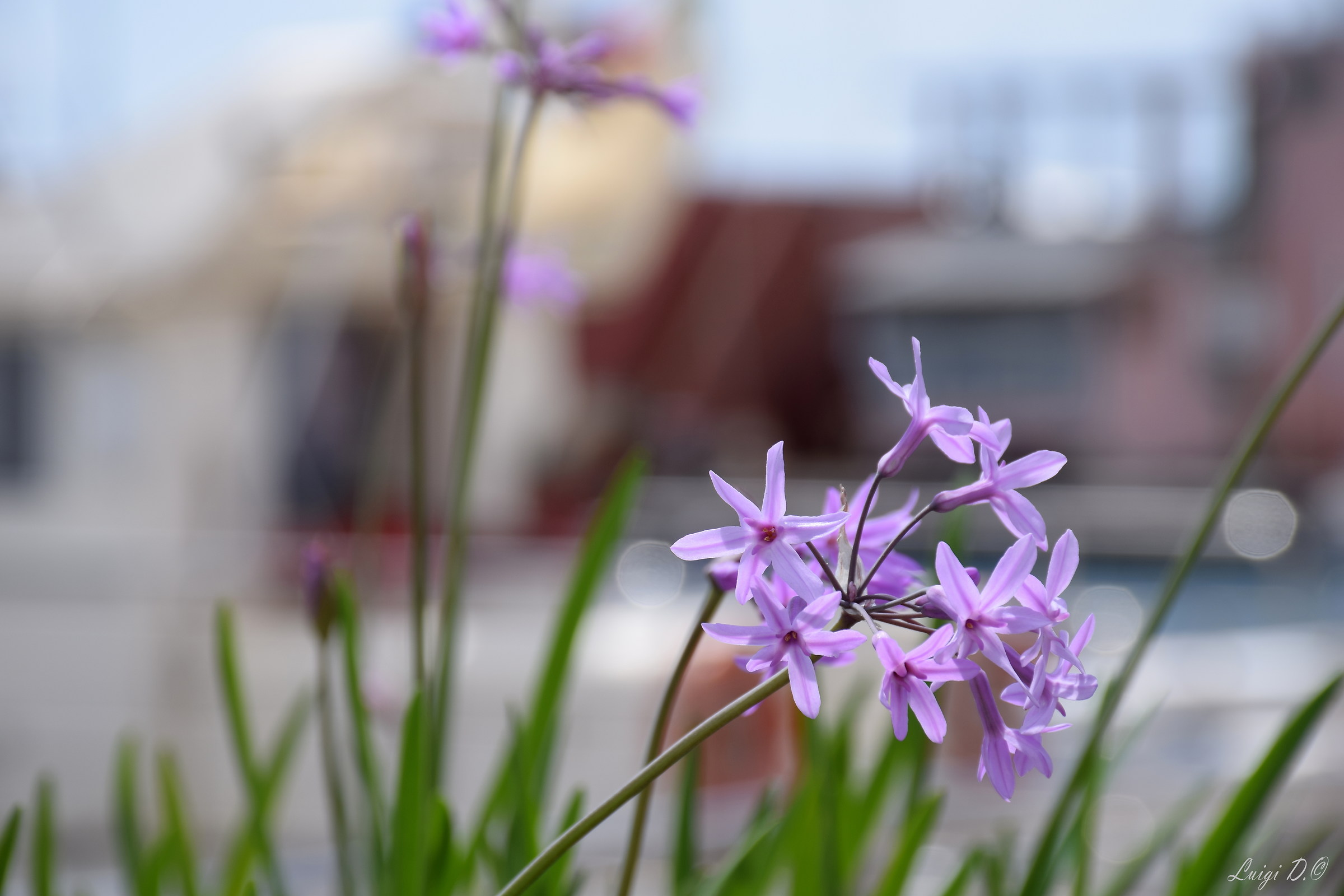 Flowers at the Port