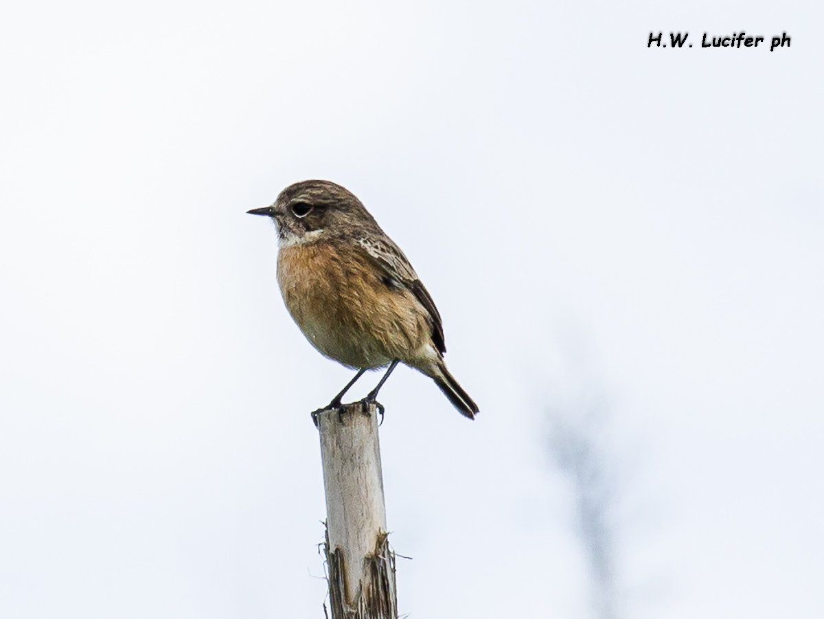 Saltimpalo d'autunno