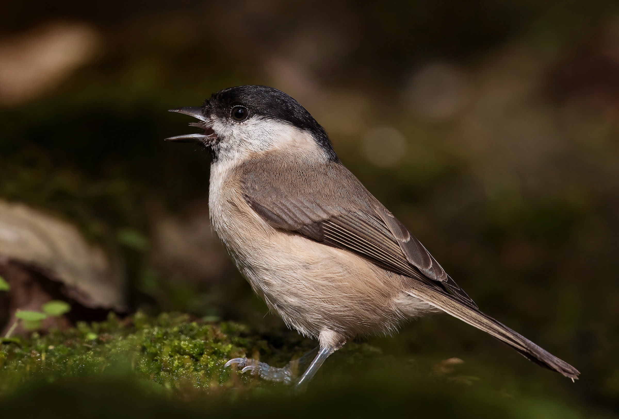 willow tit