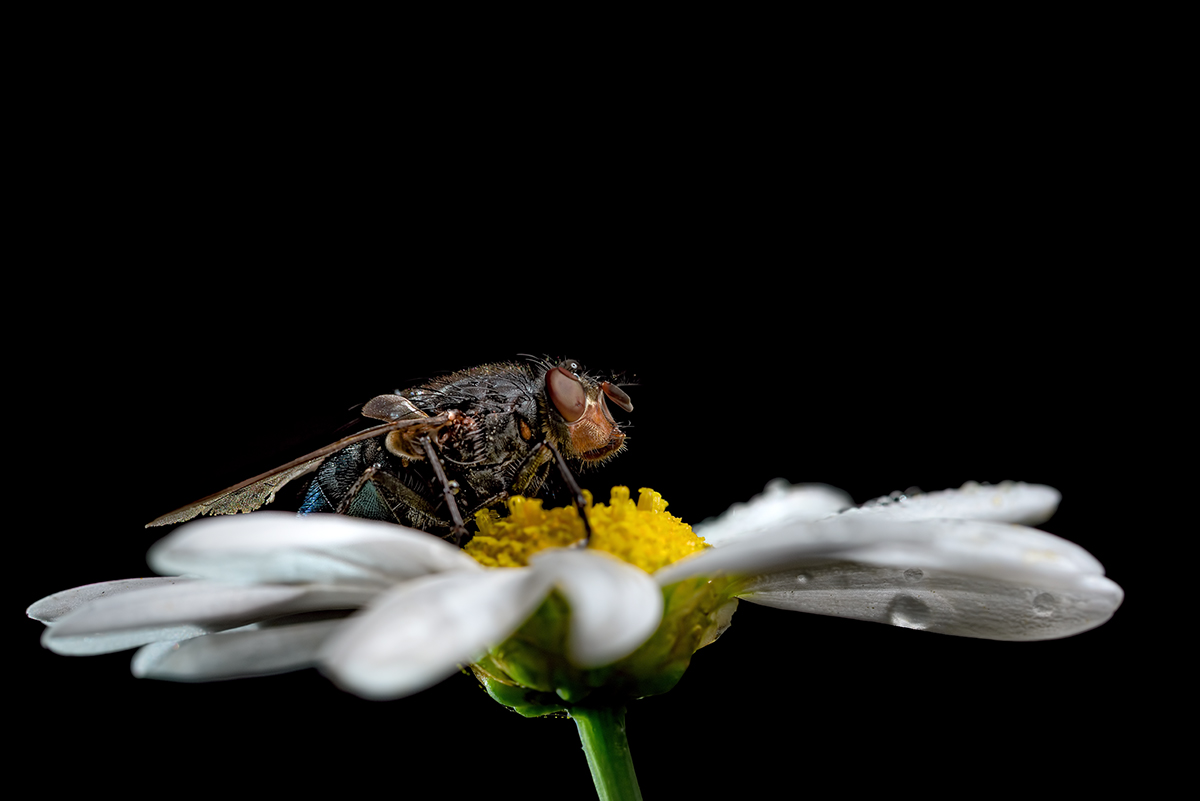 la mosca non è banale